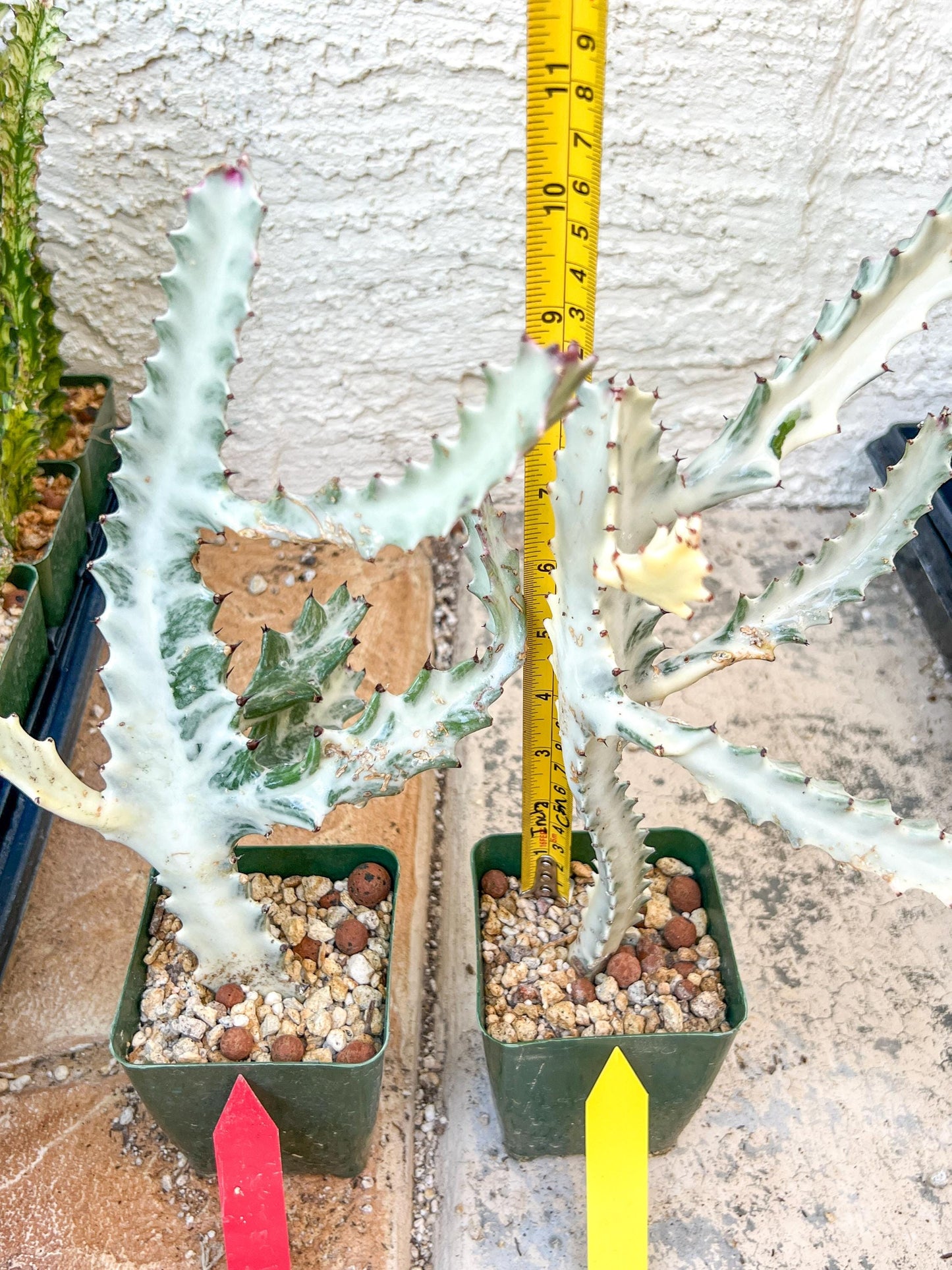 Ghost cactus (G1) | White variegated Euphorb lactea | Imported Cactus