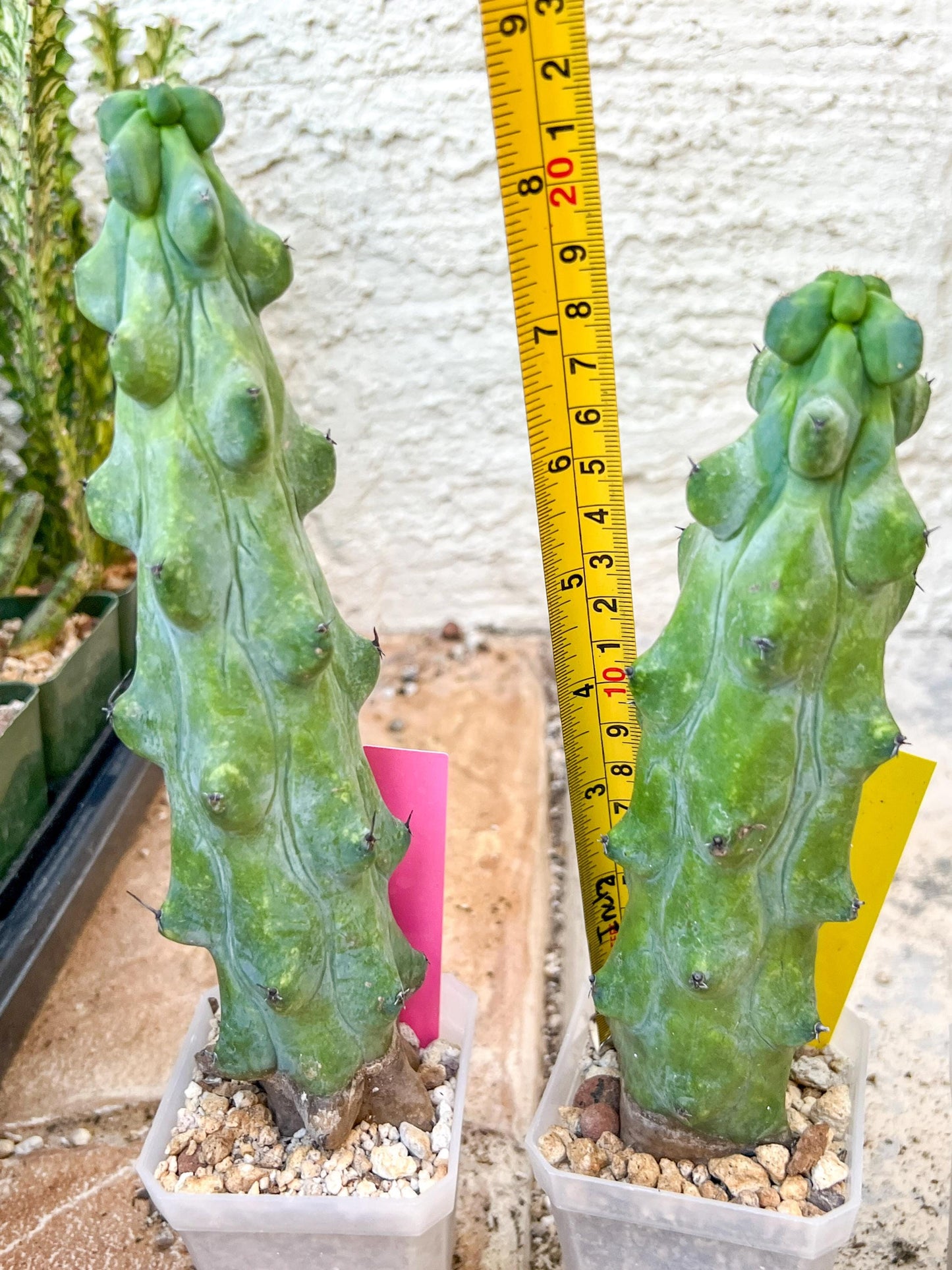 Boobie Cactus | Myrtillocactus geometrizans | fukurokuryuzinboku