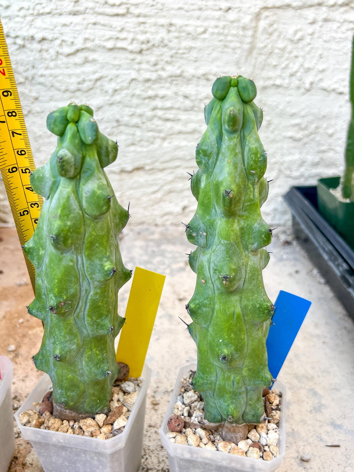 Boobie Cactus | Myrtillocactus geometrizans | fukurokuryuzinboku