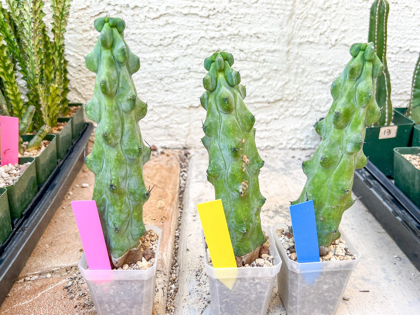Boobie Cactus | Myrtillocactus geometrizans | fukurokuryuzinboku