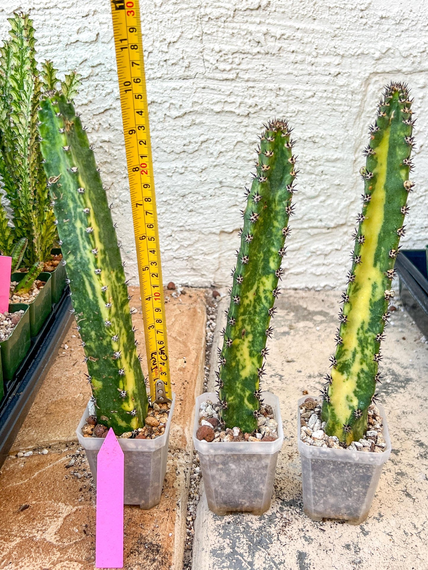 Harrisia Jusbertii Variegated | Imported Cactus | Rare Succulent