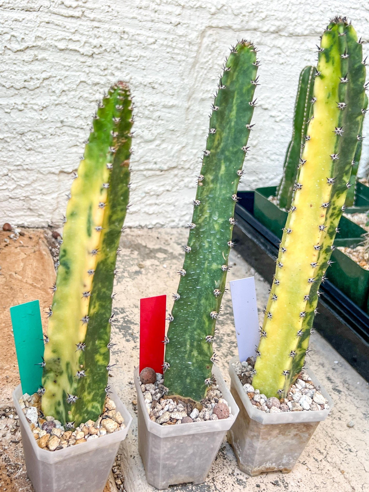 Harrisia Jusbertii Variegated | Imported Cactus | Rare Succulent