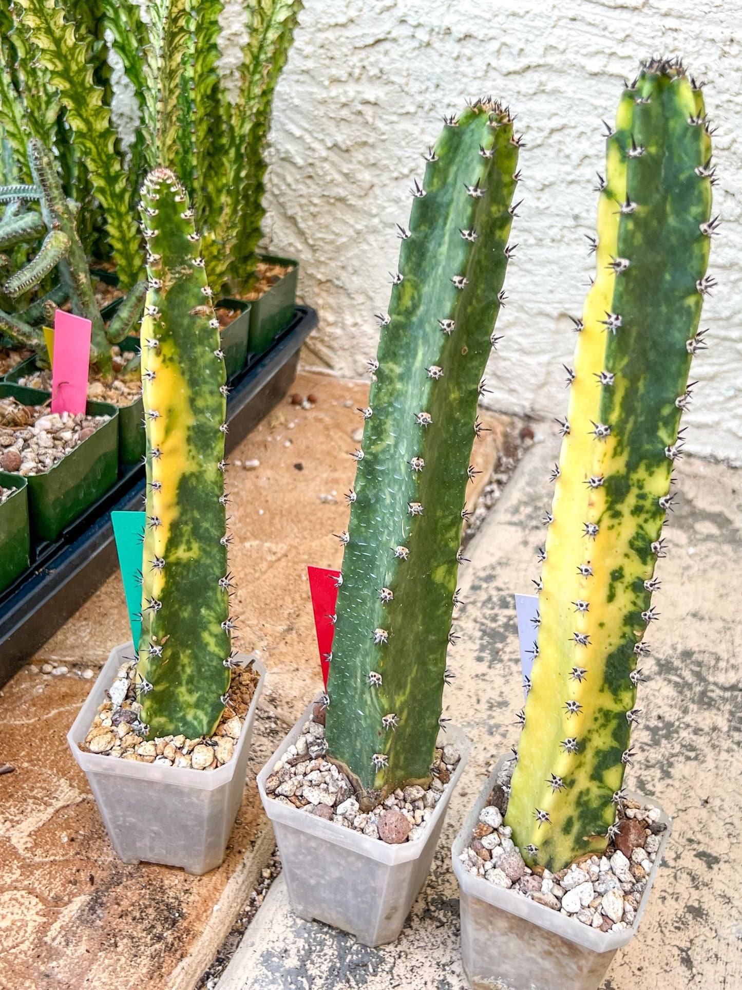 Harrisia Jusbertii Variegated | Imported Cactus | Rare Succulent
