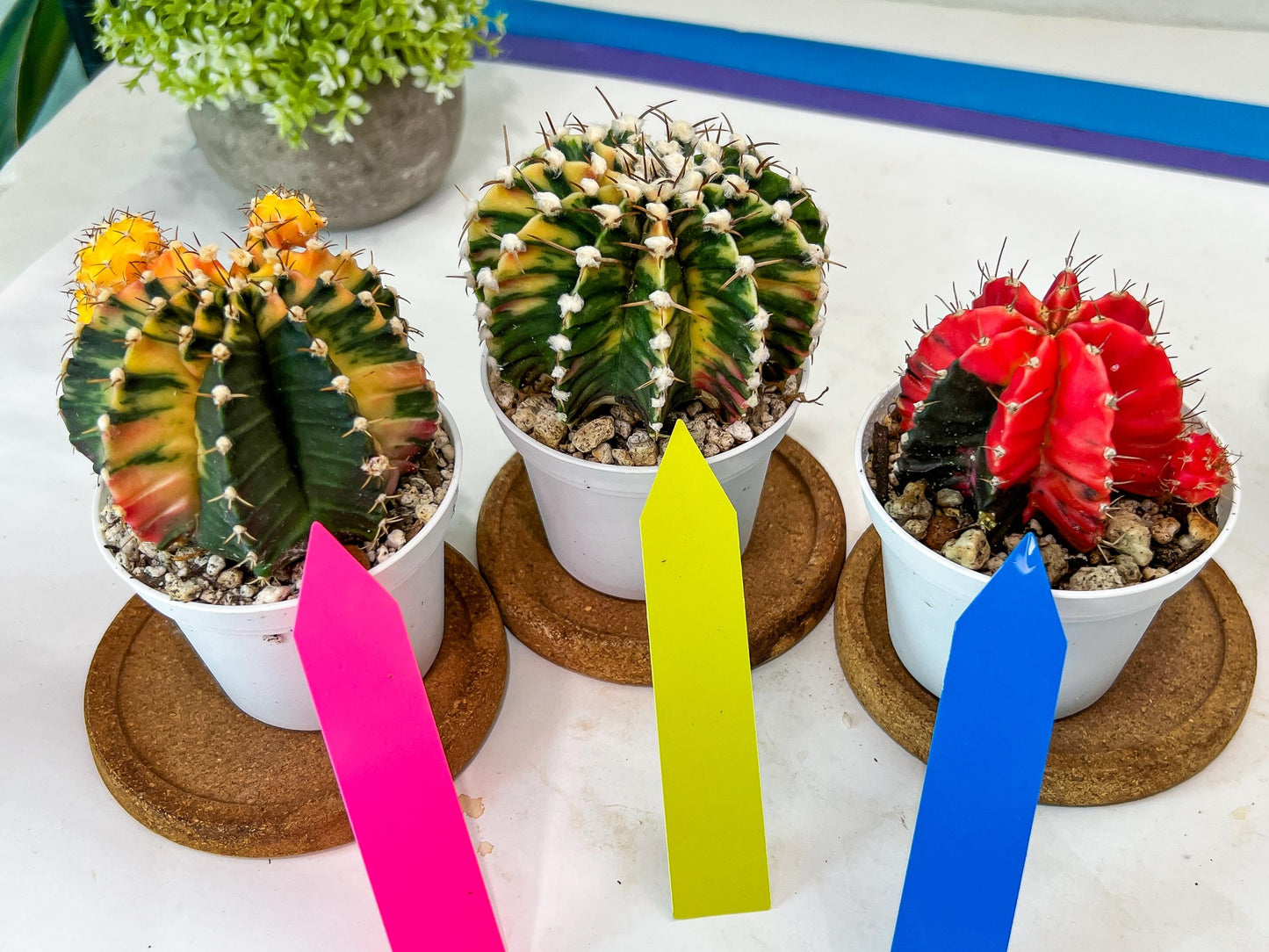 Gymnocalycium Mihanovichii Var (#G2A) | Imported From Taiwan | 3' Pot