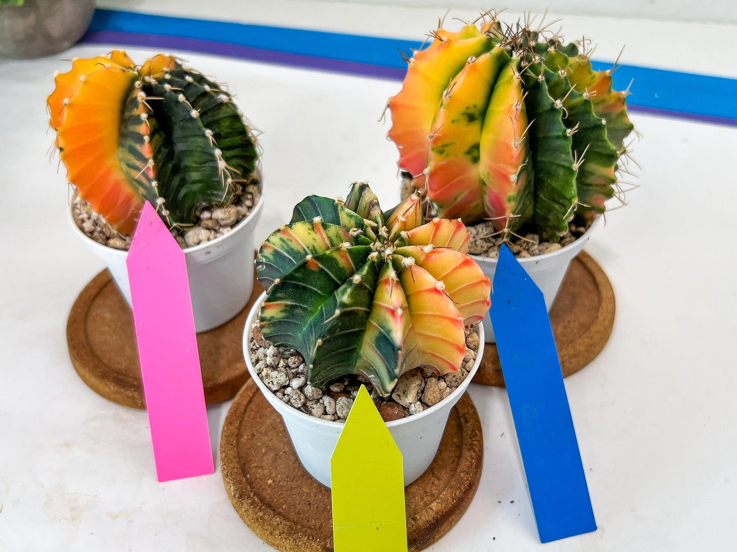 Gymnocalycium Mihanovichii Var (#G2C) | Imported From Taiwan | 3' Pot