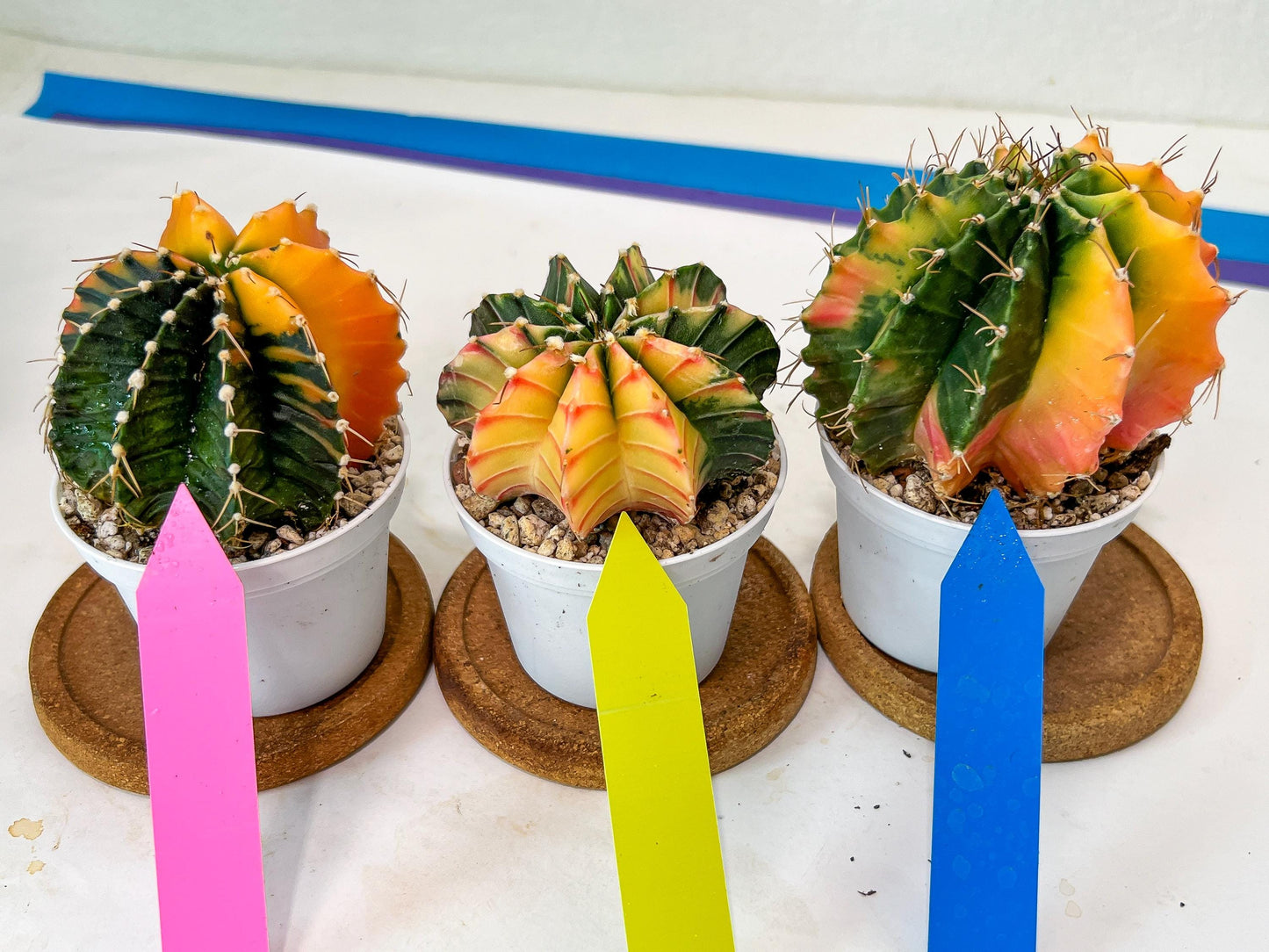 Gymnocalycium Mihanovichii Var (#G2C) | Imported From Taiwan | 3' Pot