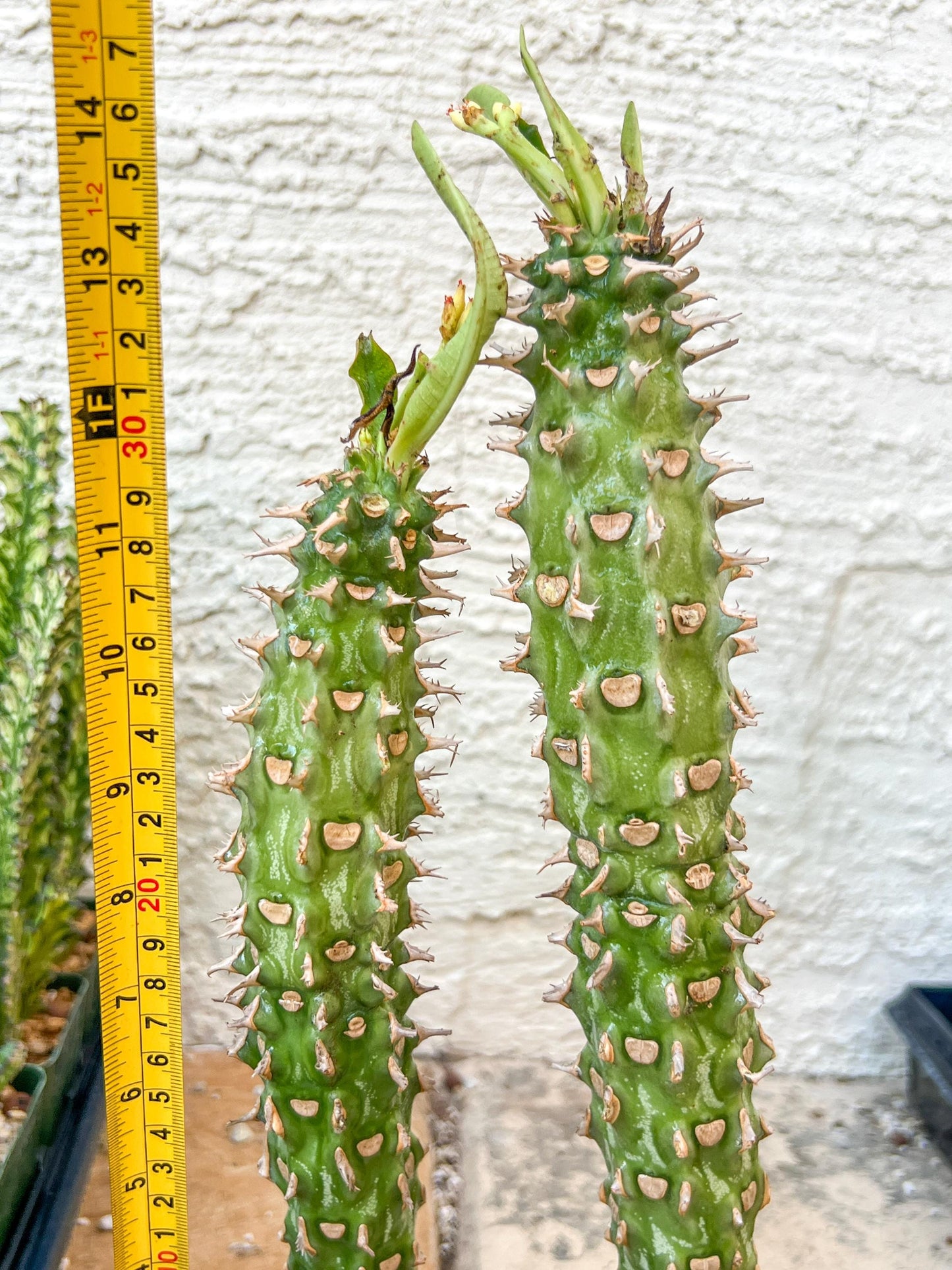 Eupho Viguieri var. Ankarafantsiensis | Imported plants
