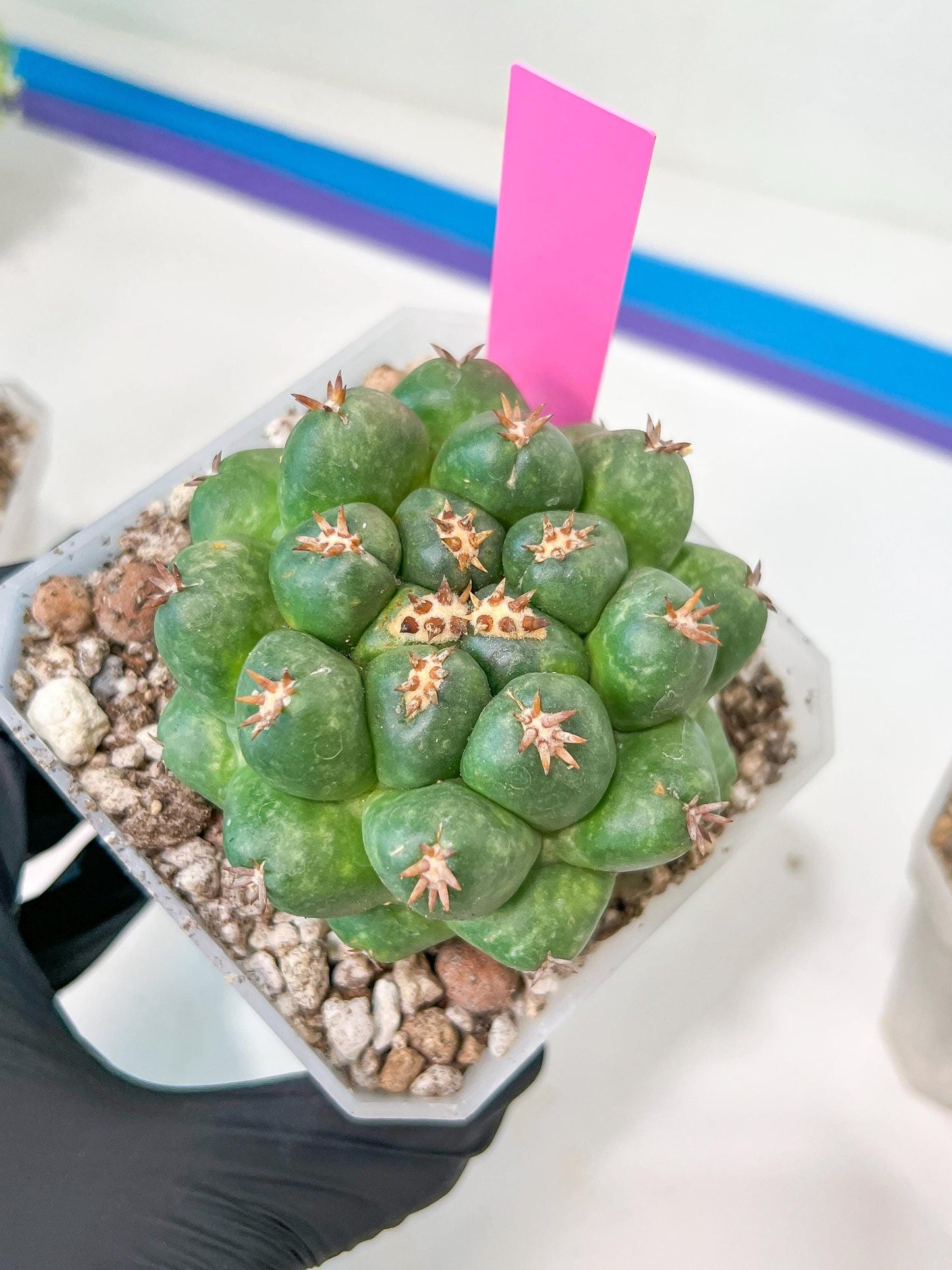 Coryphantha Elephantidens Var. Tanshi | Rare Cactus | Very Rare Import