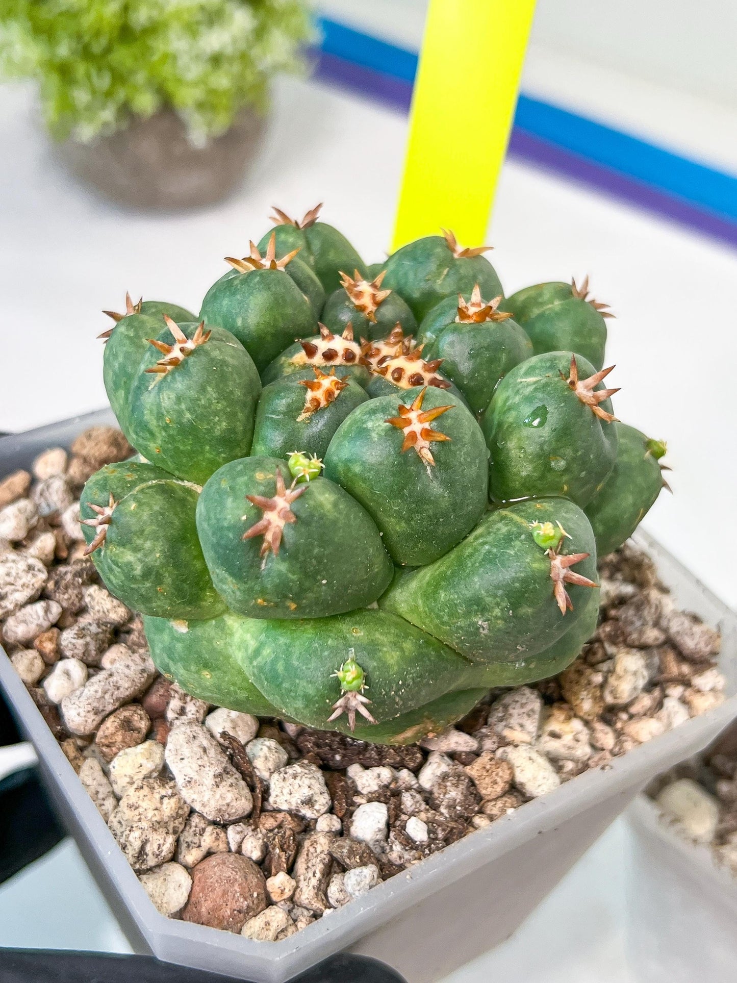 Coryphantha Elephantidens Var. Tanshi | Rare Cactus | Very Rare Import