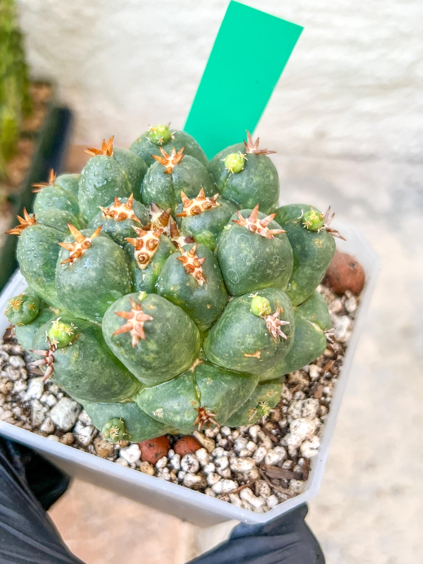 Coryphantha Elephantidens Var. Tanshi | Imported Cactus | Rare Succulent