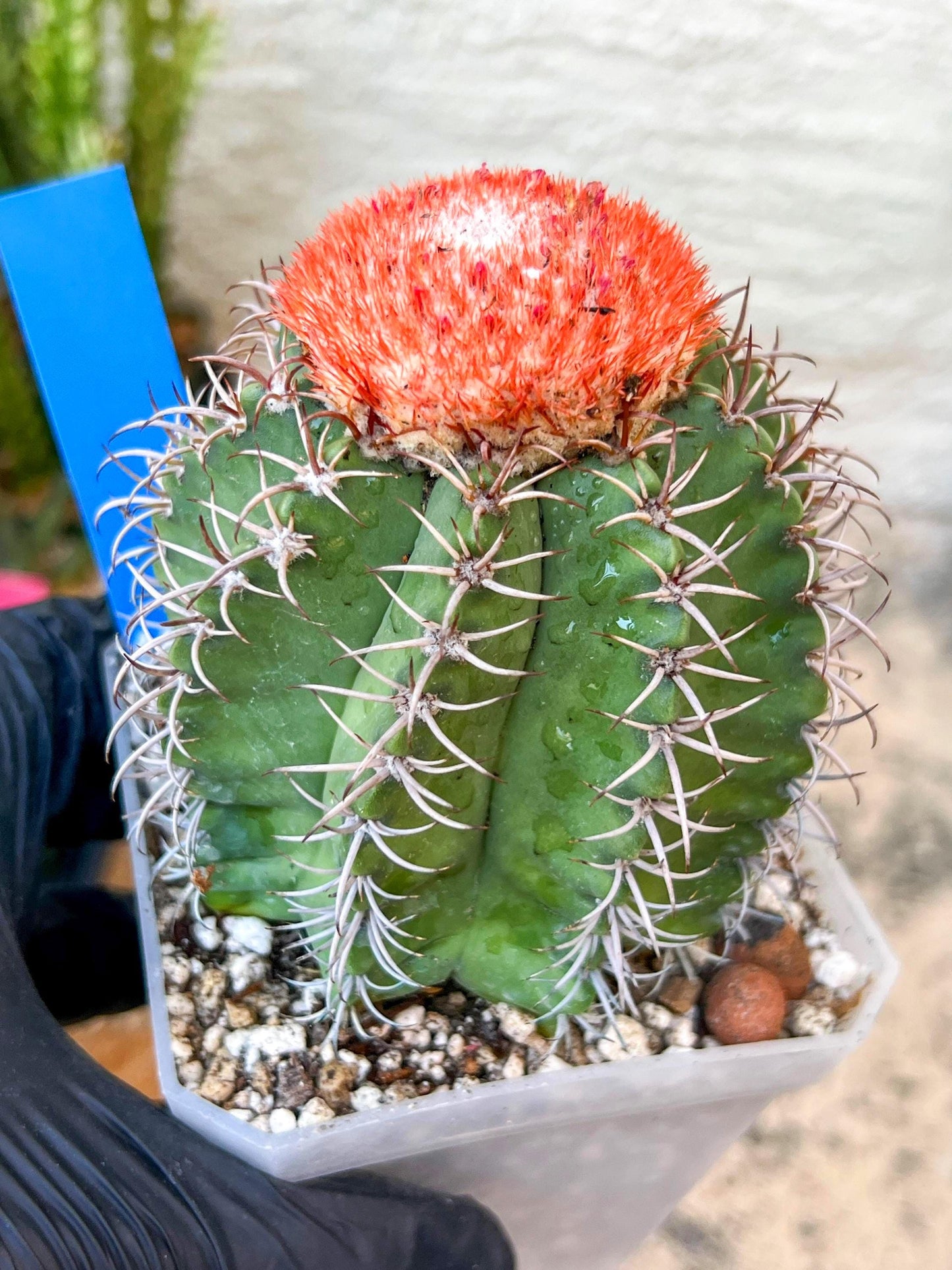Turk's Cap Cactus - Melocactus curvispinus | Imported Cactus