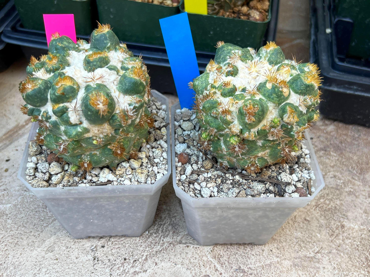Coryphantha Elephantidens Thorn Crested | Imported Cactus | Rare Succulent