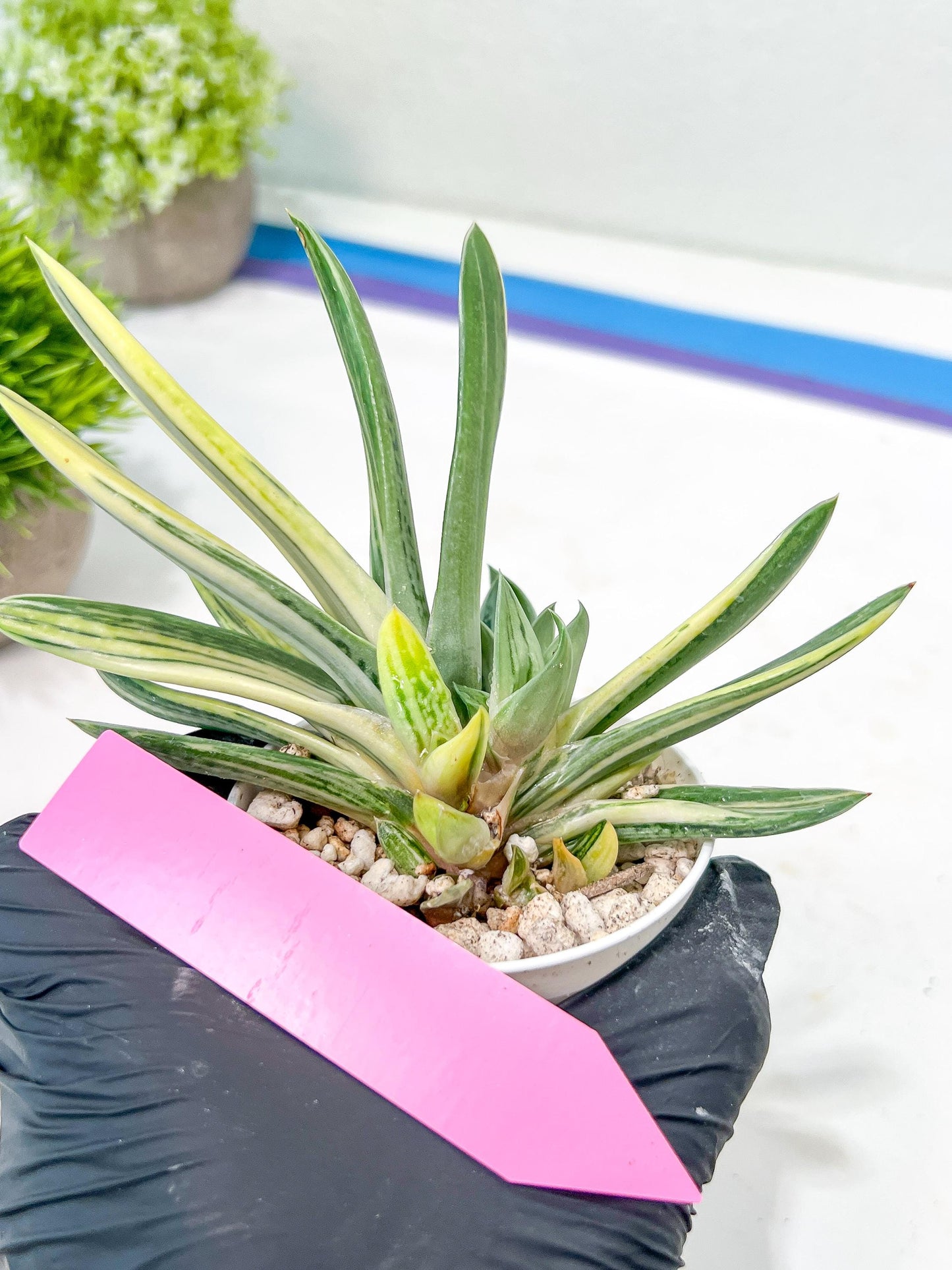 Gasteria Hybrid Vilansii | Imported Succulent | rare species