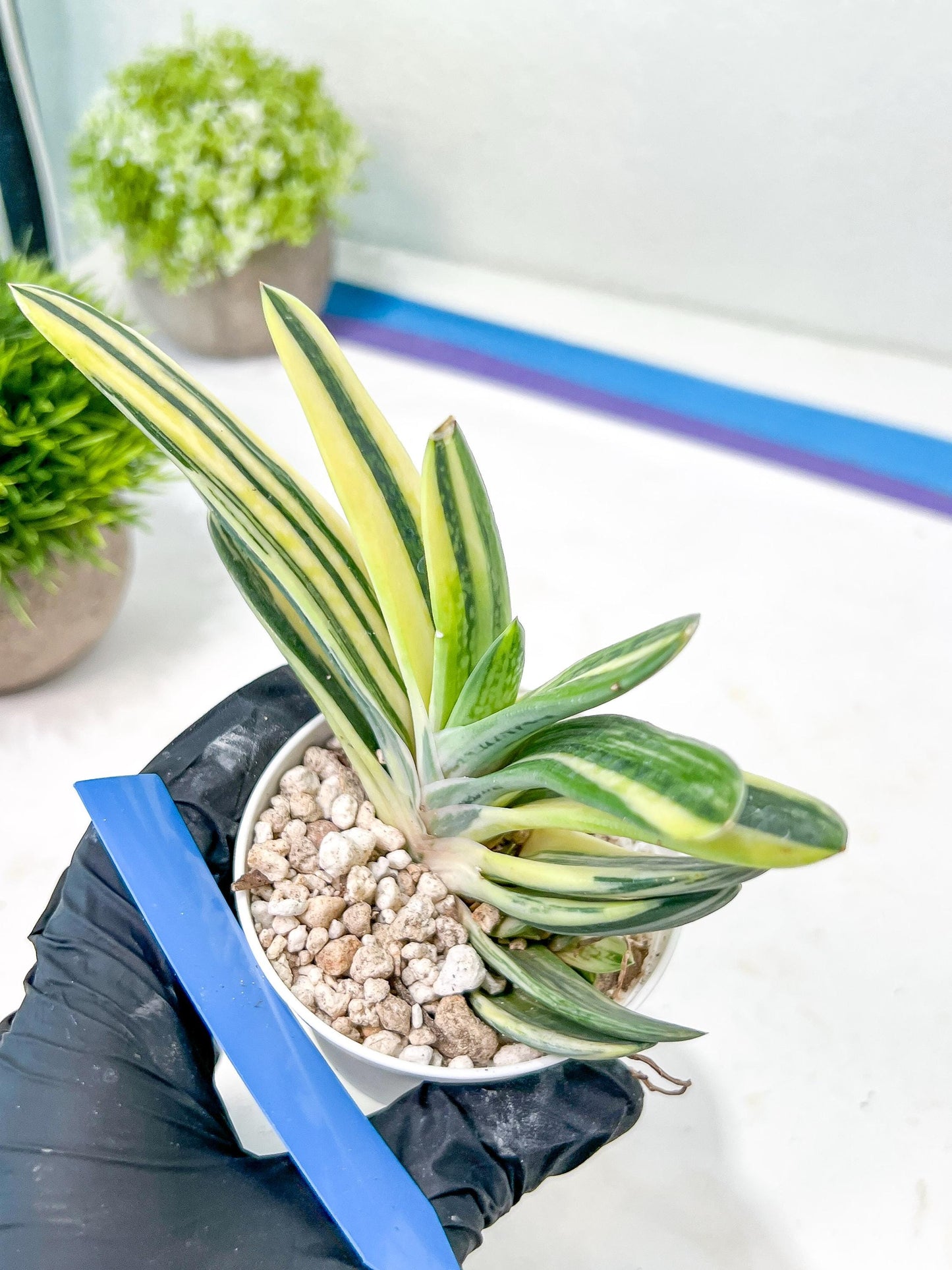 Gasteria Hybrid Vilansii | Imported Succulent | rare species