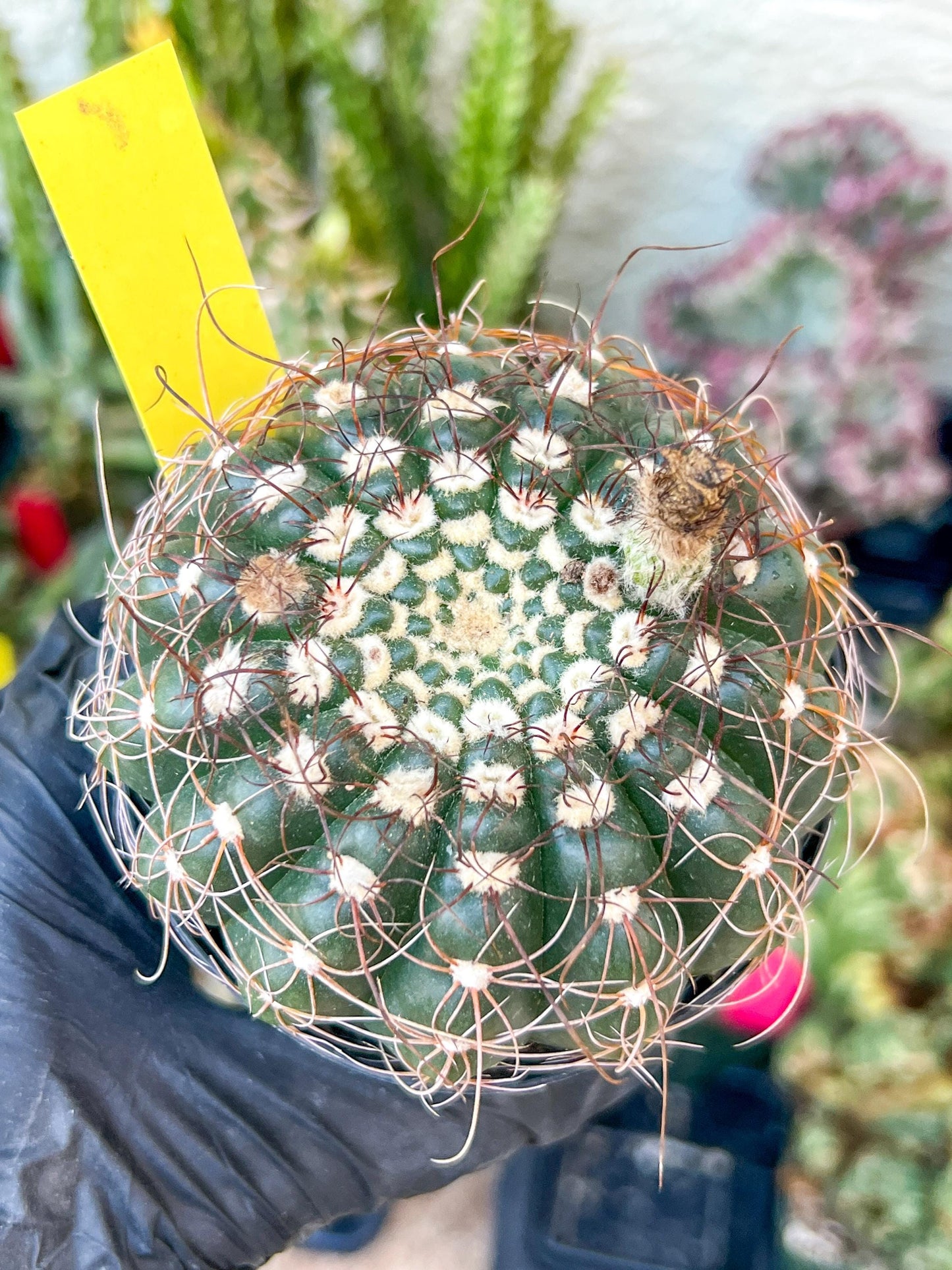 Notocactus Uebelmannianus | Rare succulent | 3.5" Planter