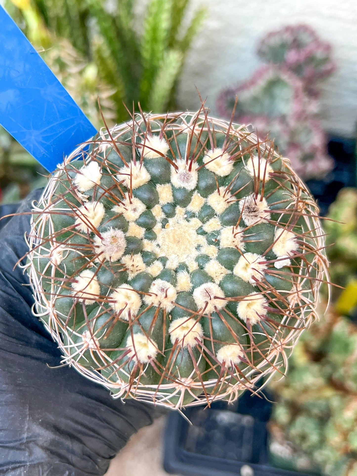 Notocactus Uebelmannianus | Rare succulent | 3.5" Planter