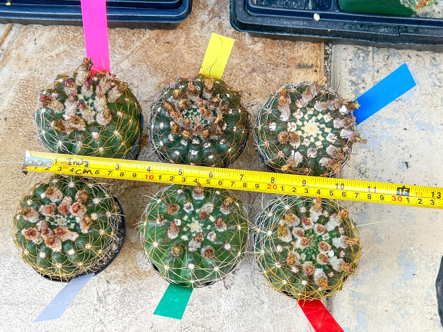 Notocactus Uebelmannianus | Rare succulent | 3.5" Planter