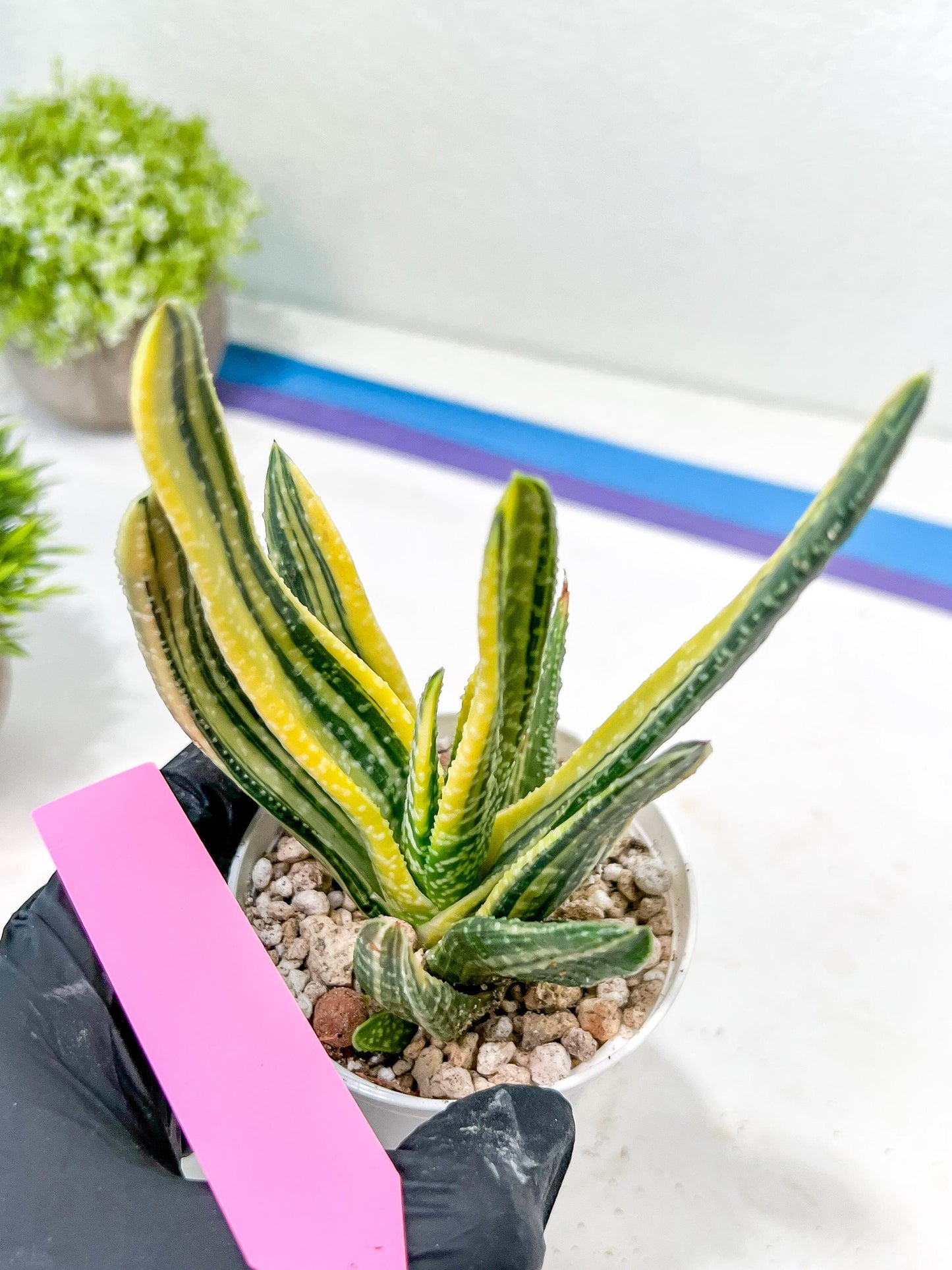 Gasteria Ferucossa Variegated | Imported Succulent