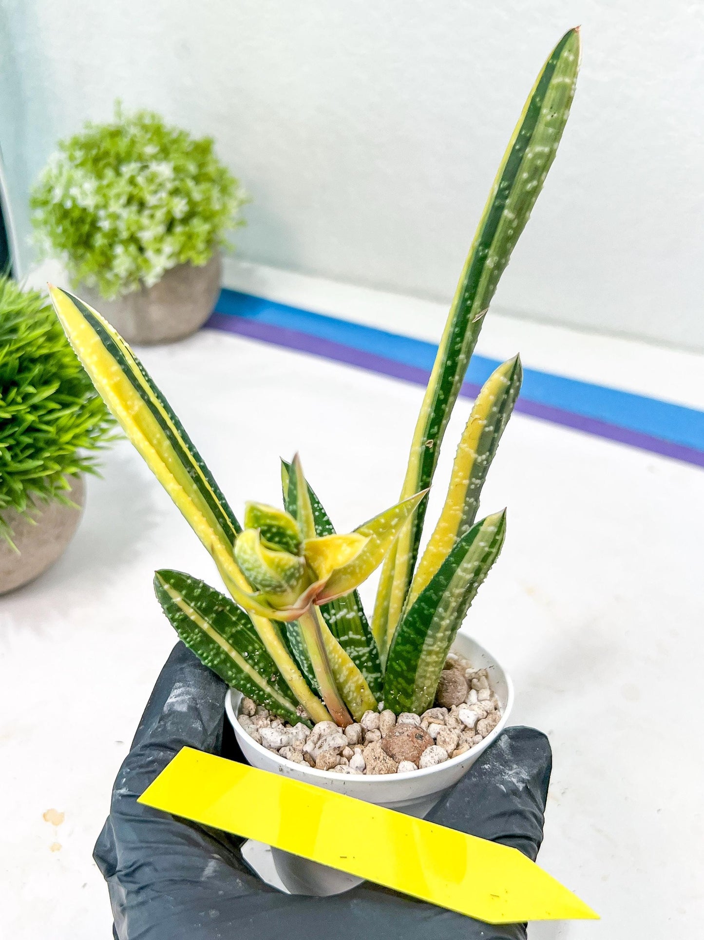 Gasteria Ferucossa Variegated | Imported Succulent