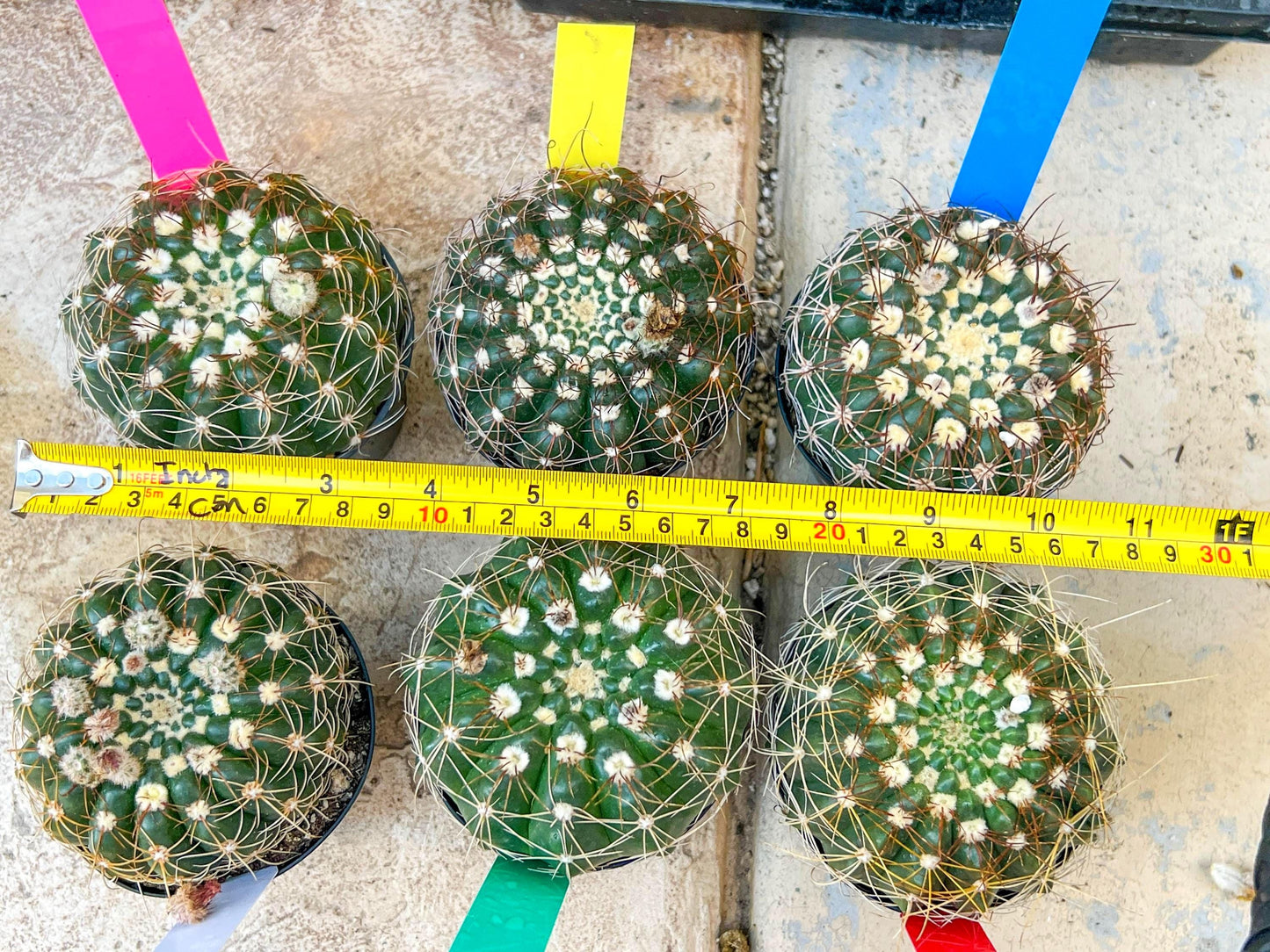 Notocactus Uebelmannianus | Rare succulent | 3.5" Planter