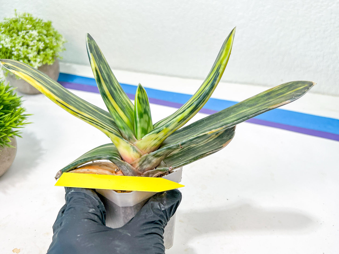 Gasteria Bi Color | Imported Succulent | rare species