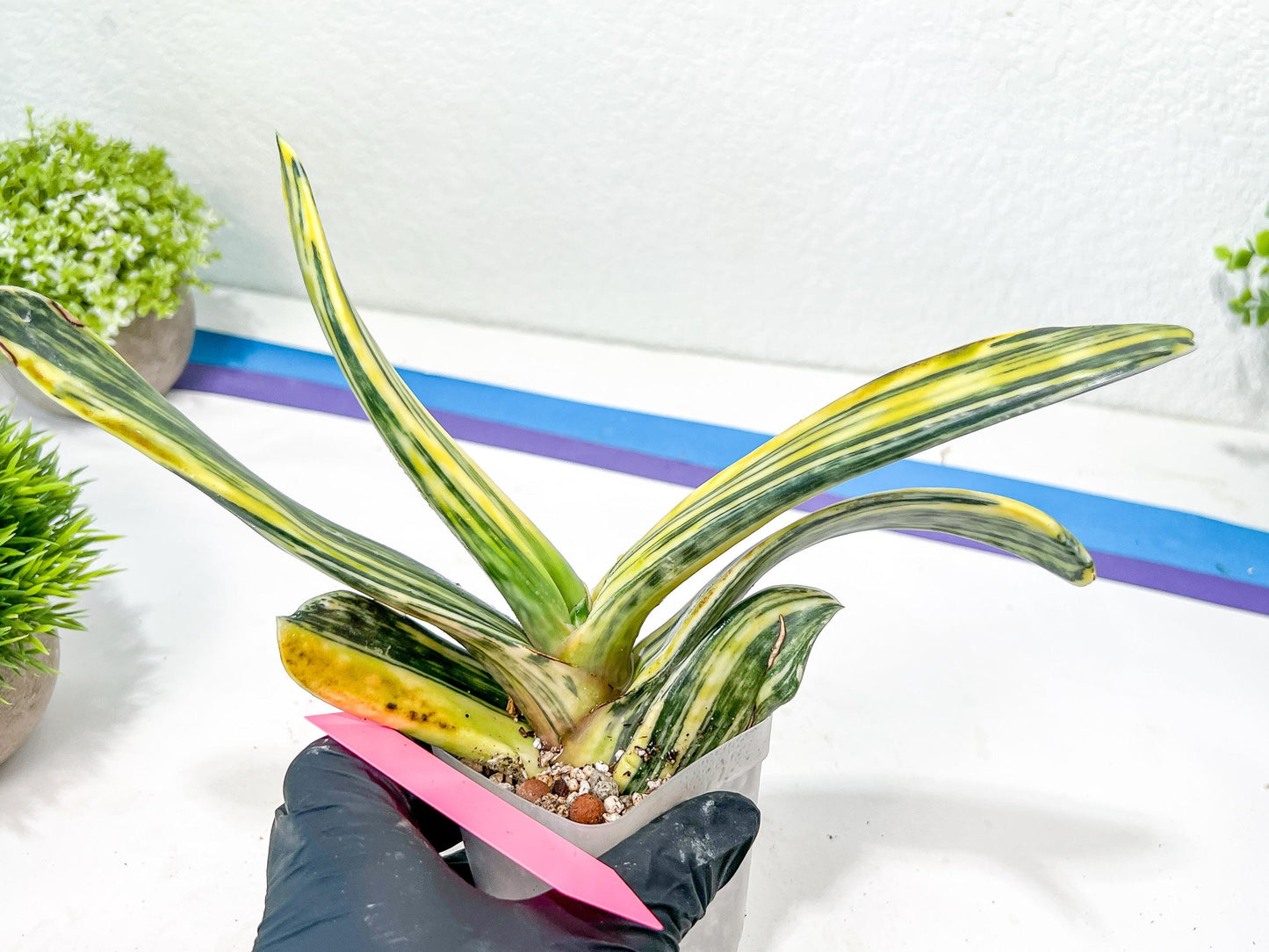 Gasteria Bi Color | Imported Succulent | rare species