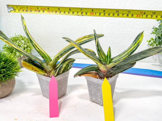 Gasteria Bi Color | Imported Succulent | rare species