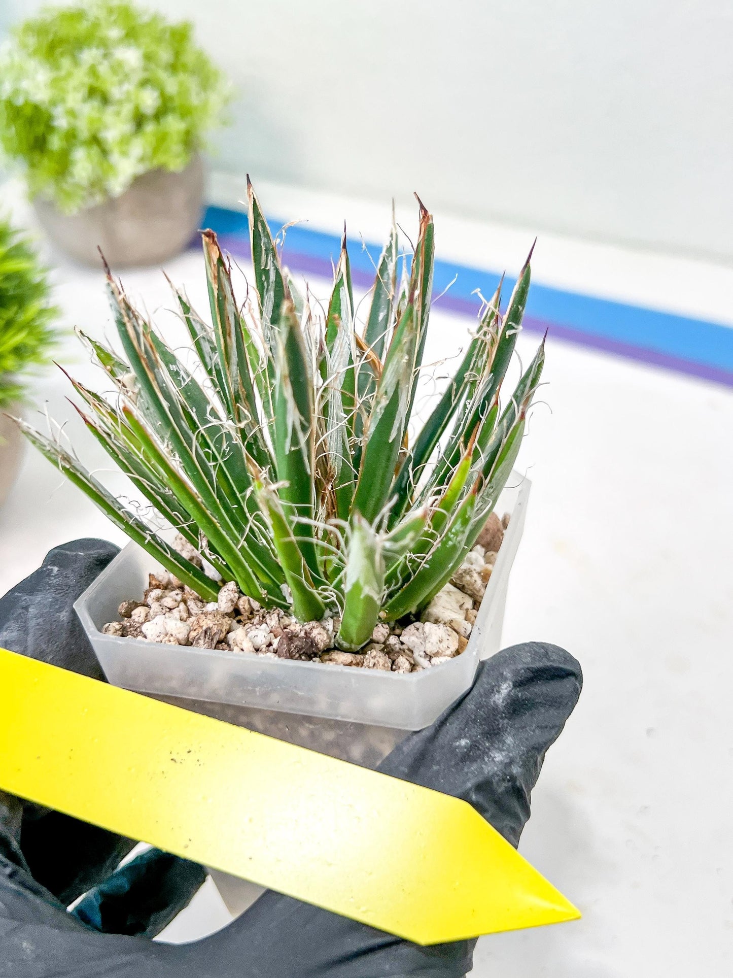 AGave Tomeana | Imported Succulent | rare species