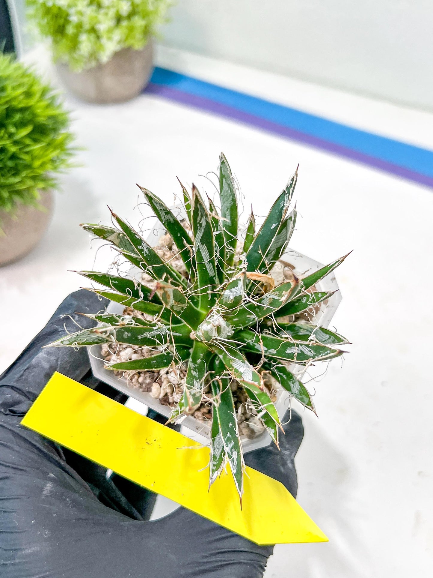 AGave Tomeana | Imported Succulent | rare species