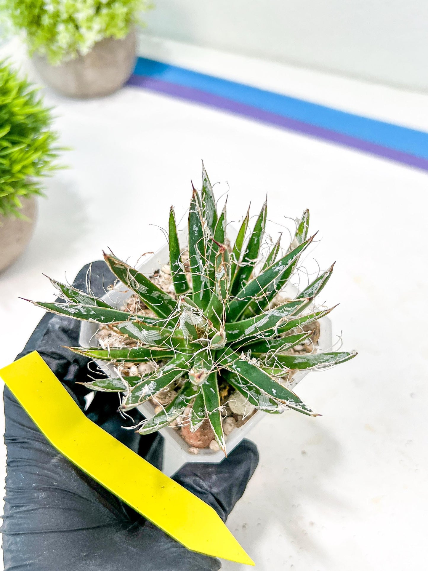 AGave Tomeana | Imported Succulent | rare species