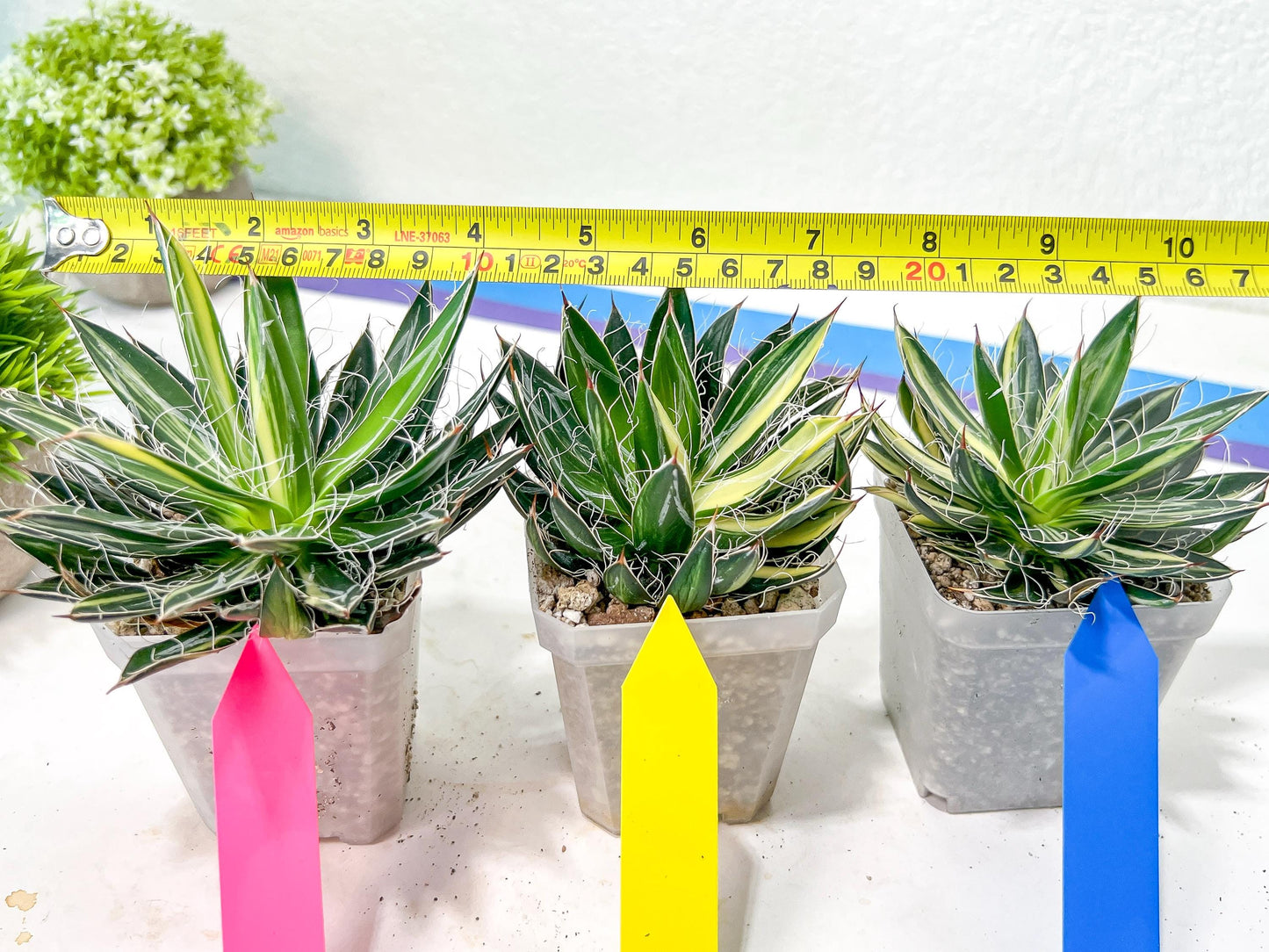 AGAVE Leofoldi | Imported Succulent