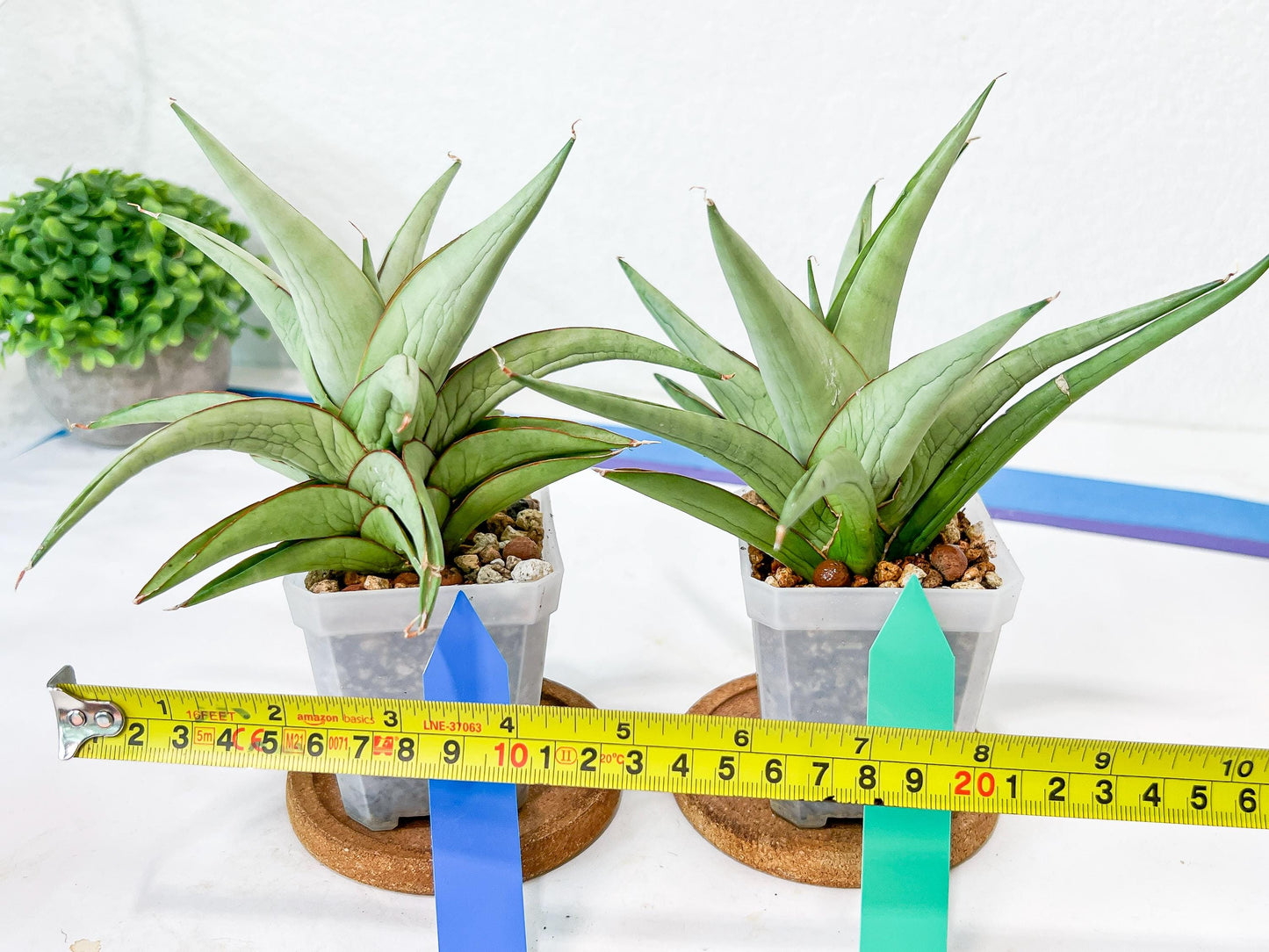 Sansevieria Asawin (A7) | Imported Plants | Rare Hybrid Species