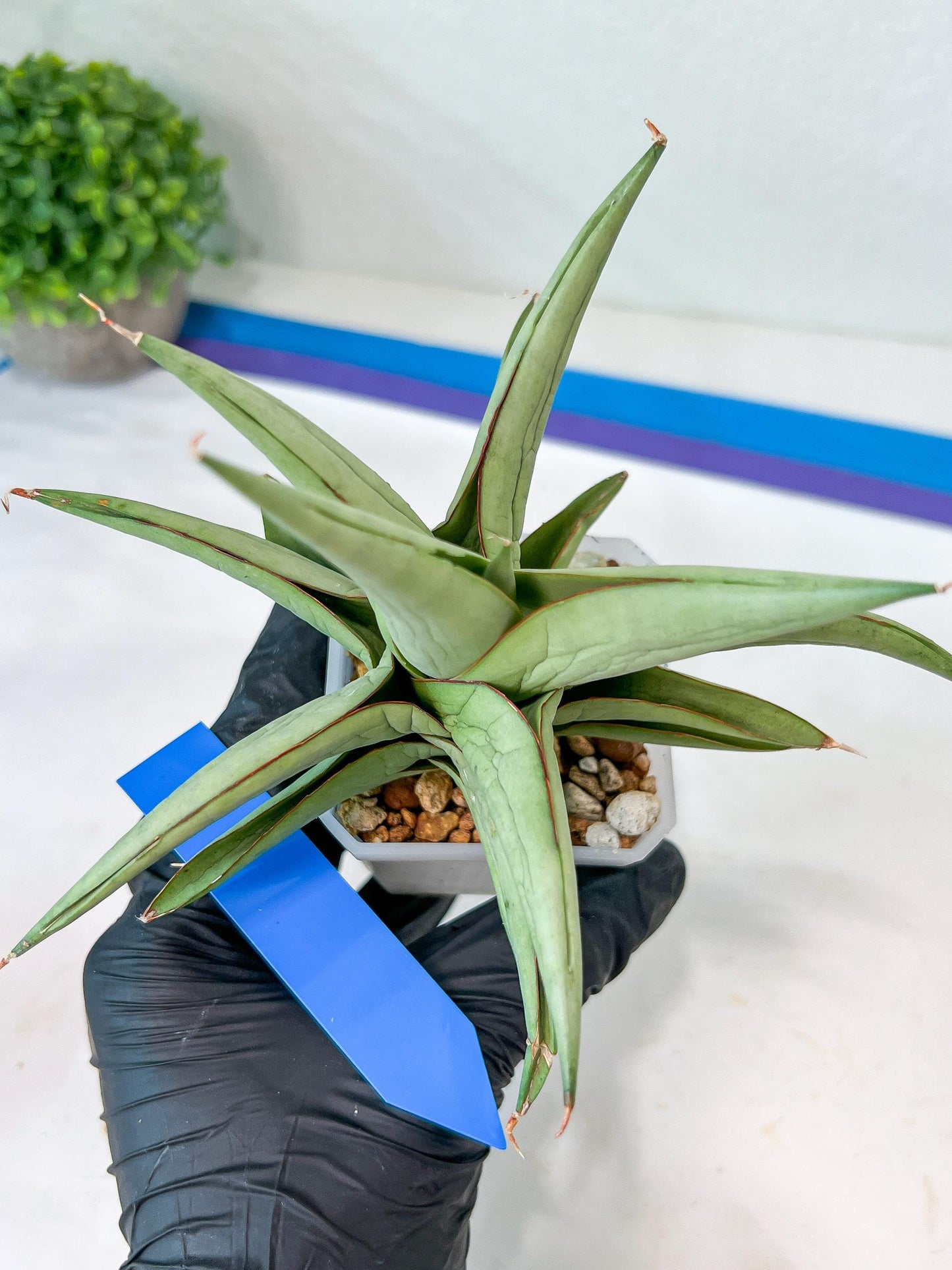 Sansevieria Asawin (A7) | Imported Plants | Rare Hybrid Species