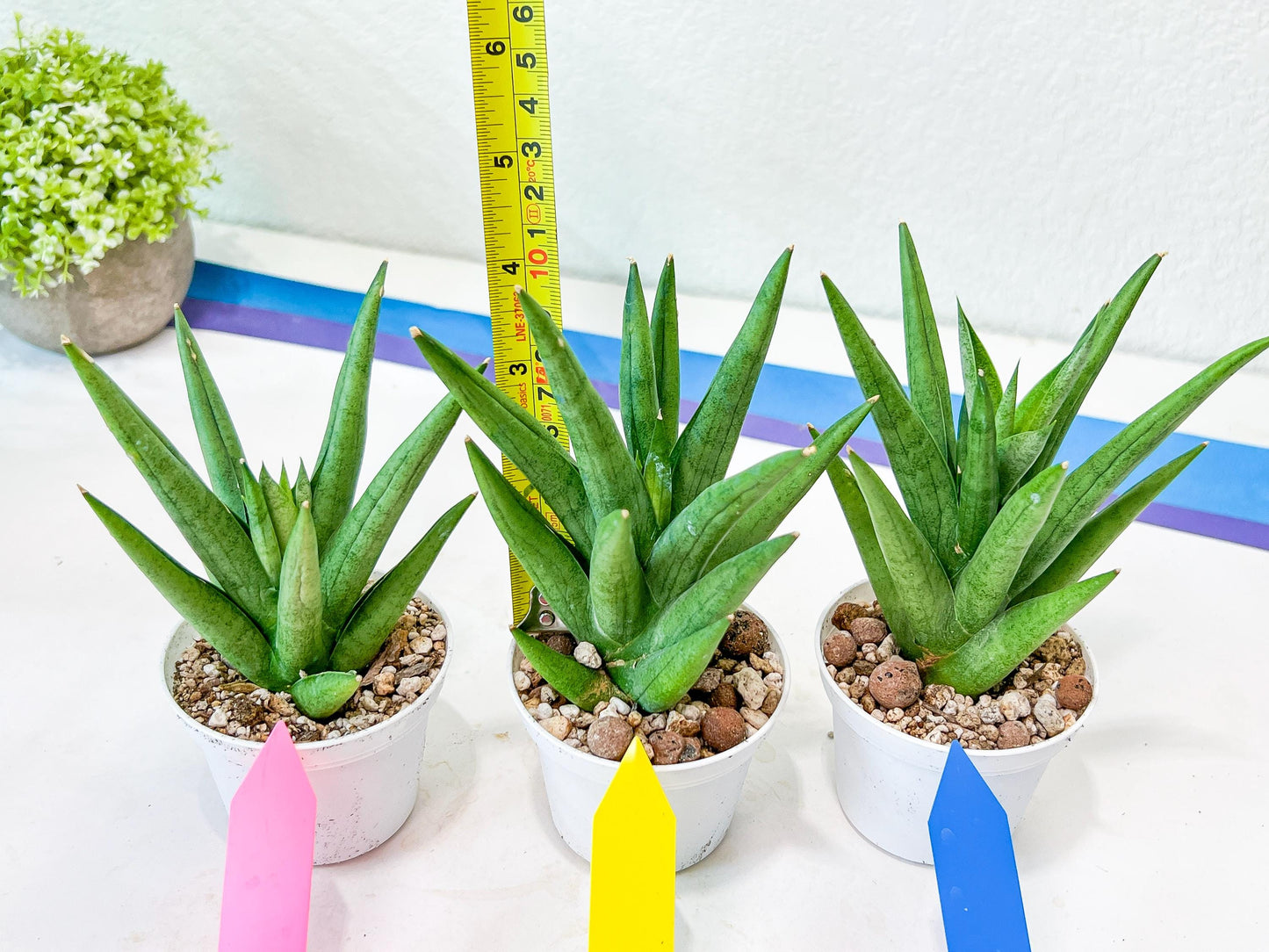 Sansevieria Snow Fountain (#AC3) | Select Your Unique Green Rarity