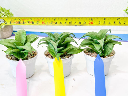 Sansevieria Silver Marga (#AC6) | Imported Snake Plants