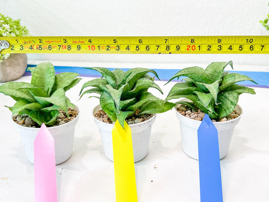 Sansevieria Silver Marga (#AC6) | Imported Snake Plants