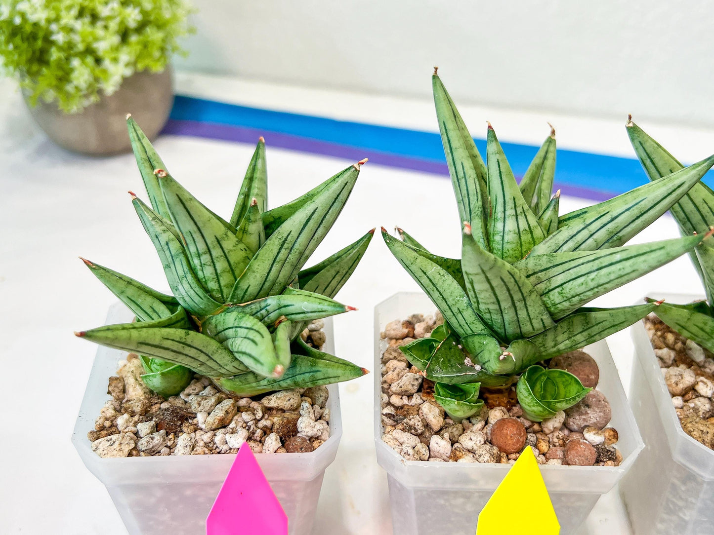 Sansevieria Jupiter (#AC10) | Imported Snake Plants