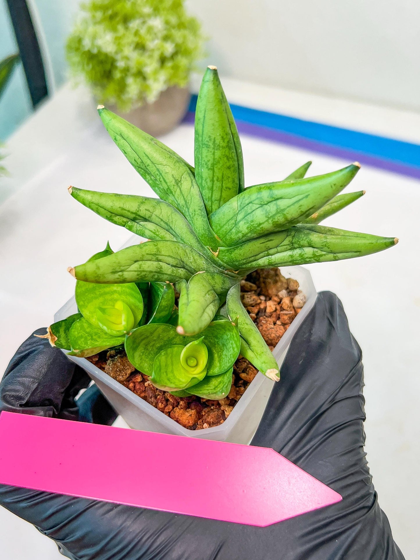 Sansevieria Mini Gold (#AC13) | Imported Snake Plants