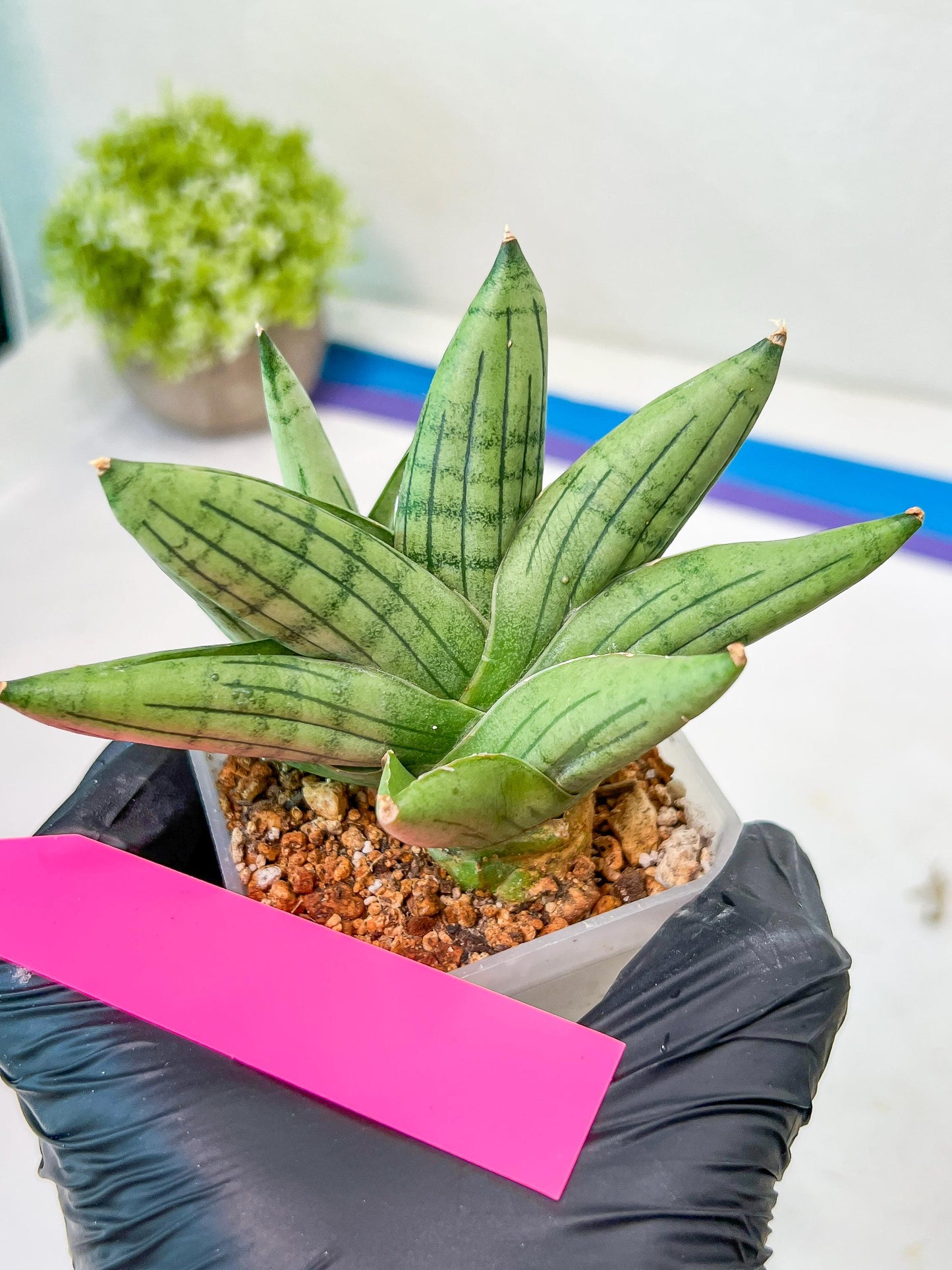 Sansevieria Toob (#AC14) | Rare Imported House Plants | Rare Hybrids