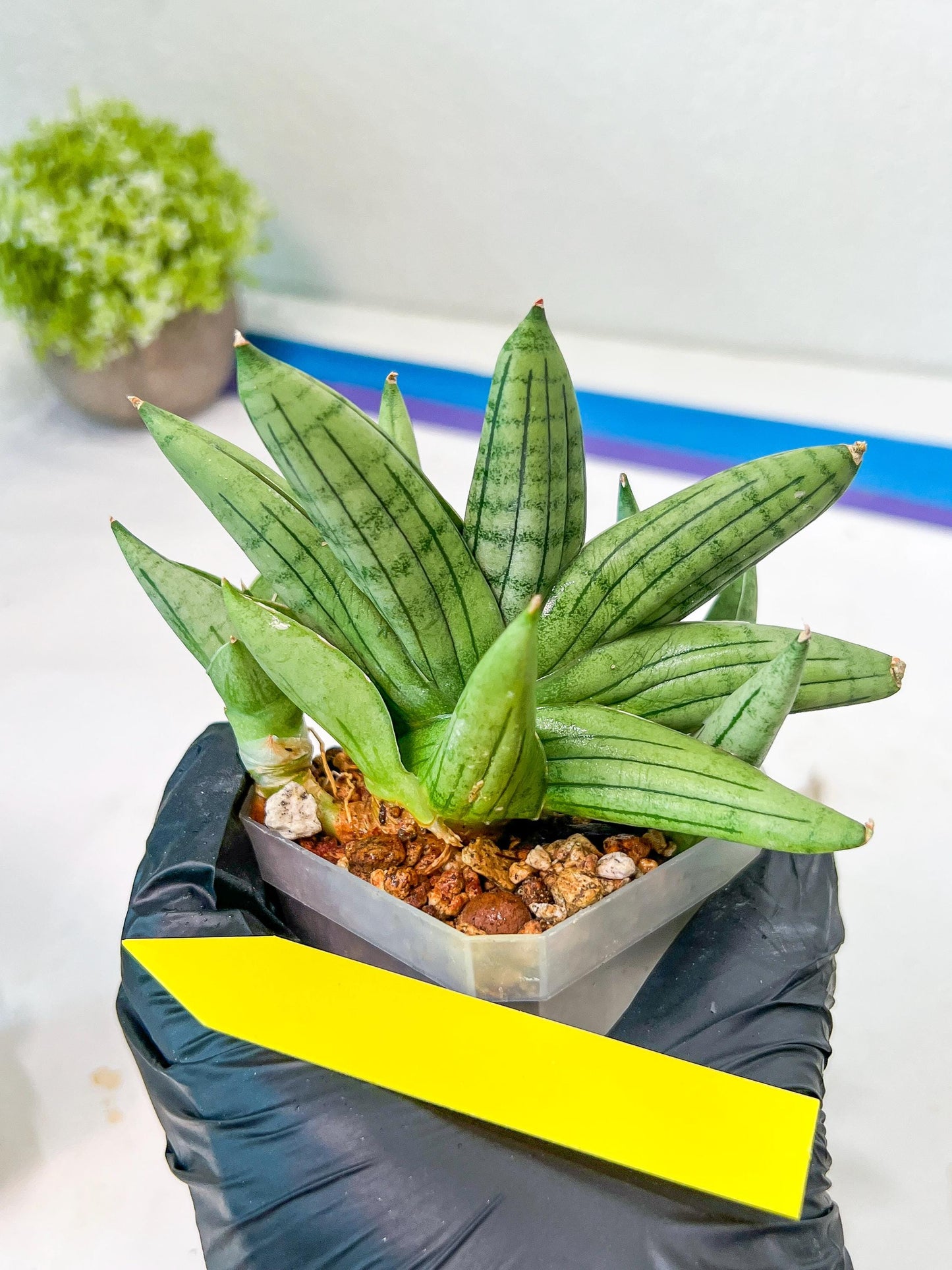 Sansevieria Toob (#AC14) | Rare Imported House Plants | Rare Hybrids