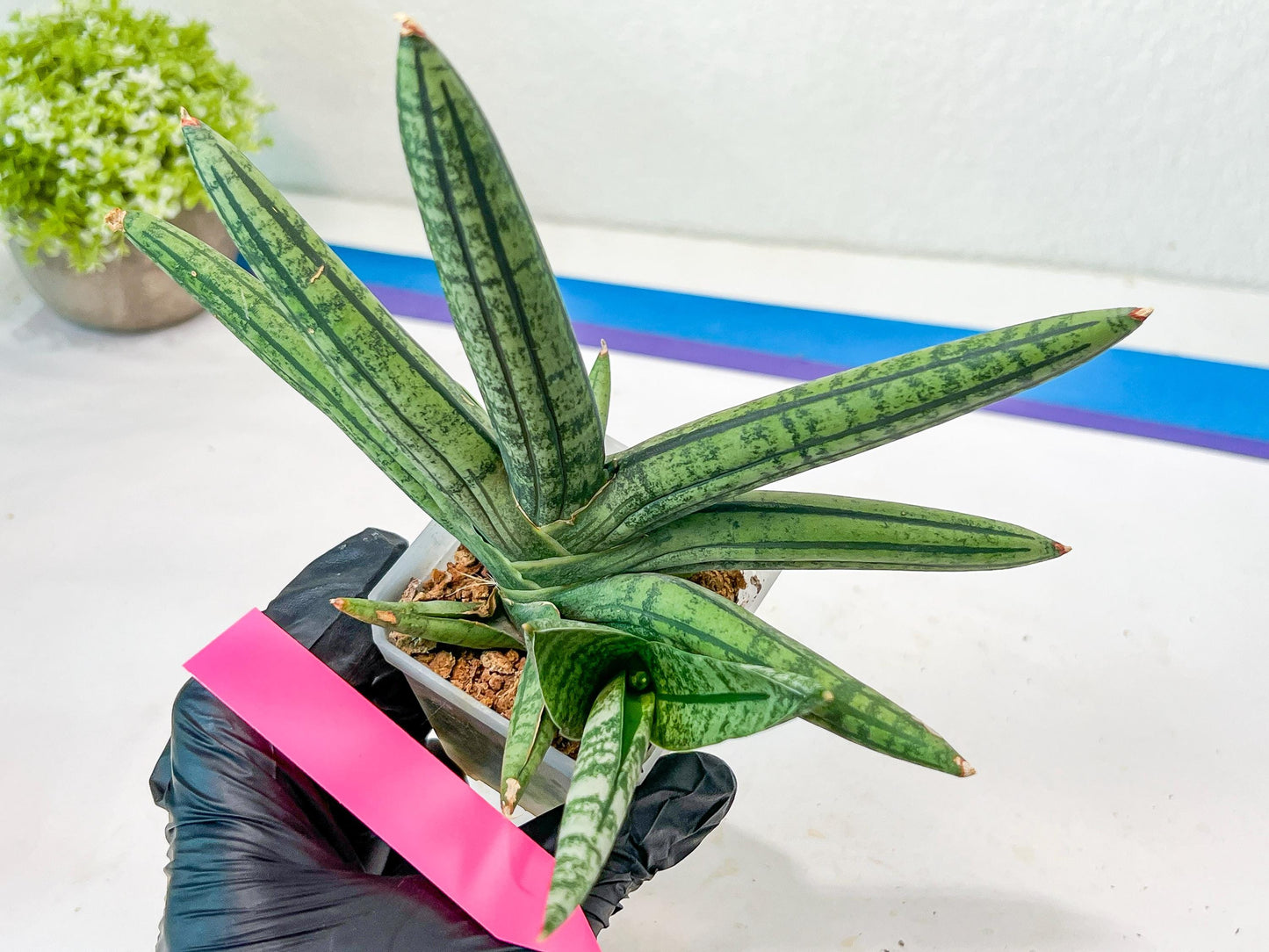 Sansevieria Rocker (#AC20) | Rare Imported House Plants