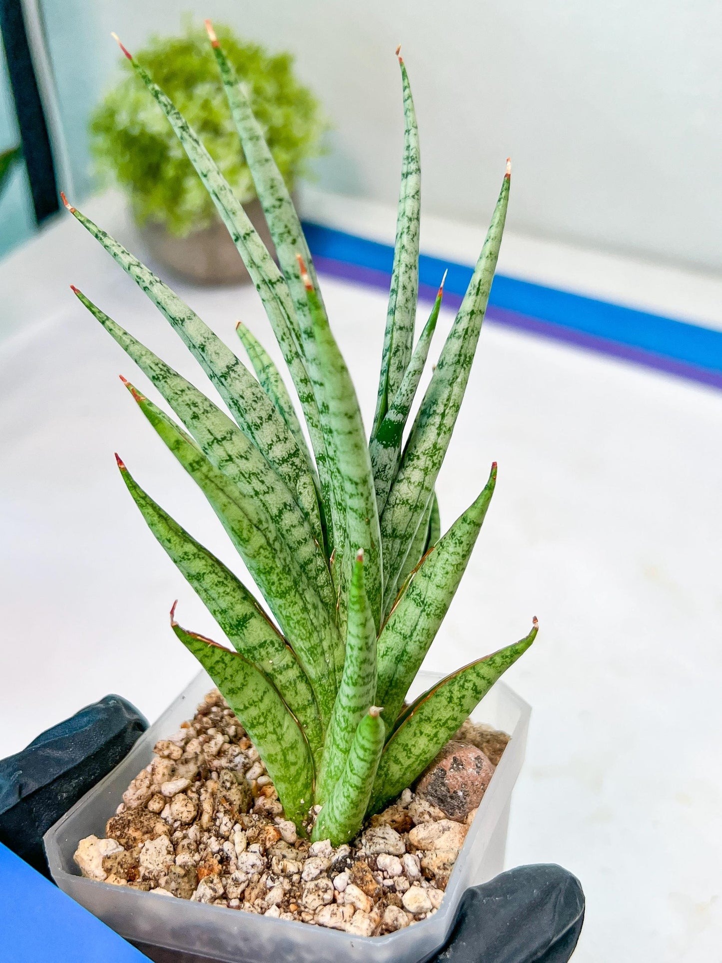 Sansevieria Epine Verte (#AC27) | Find Your Perfect Exotic Flora