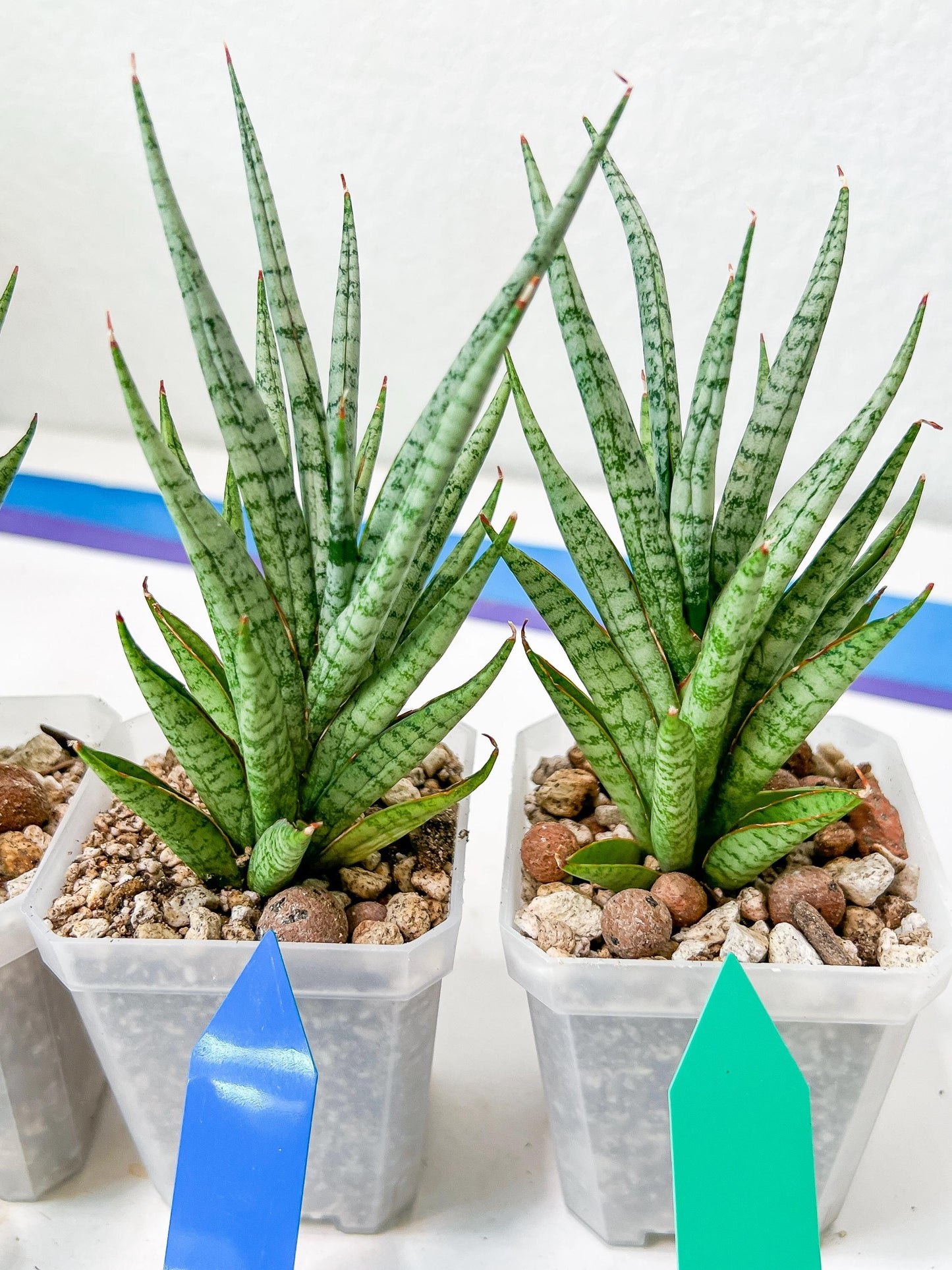 Sansevieria Epine Verte (#AC27) | Find Your Perfect Exotic Flora