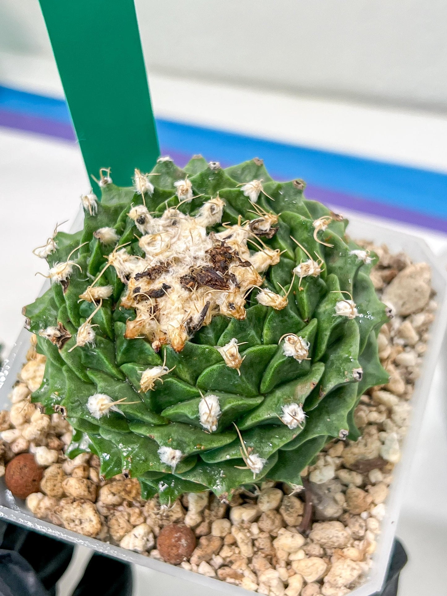 Echeveria Artich Cactus | Imported Cactus | Rare Succulent