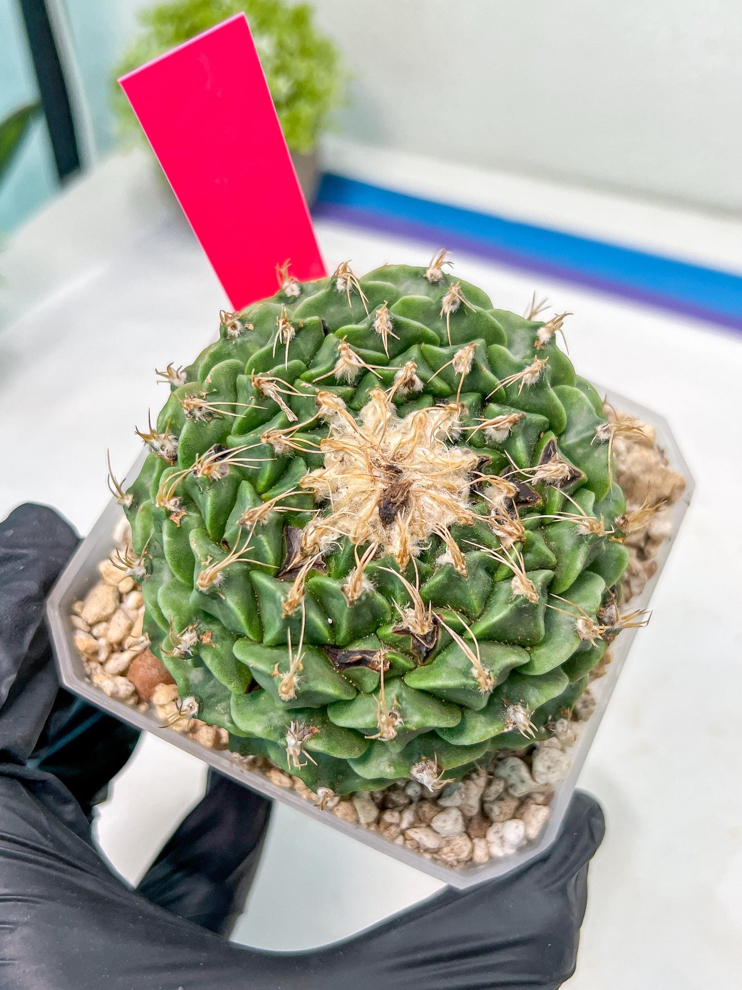 Echeveria Artich Cactus | Imported Cactus | Rare Succulent