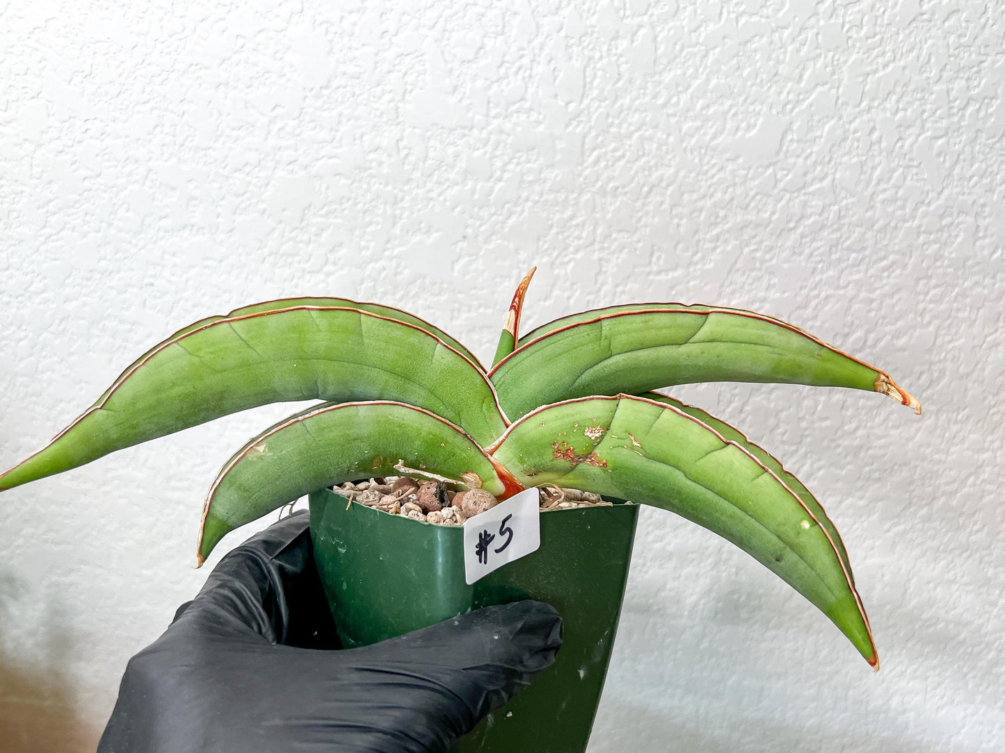 Sansevieria Banana (#3~5) | Bird Nest Plants | Rare Imported Plants