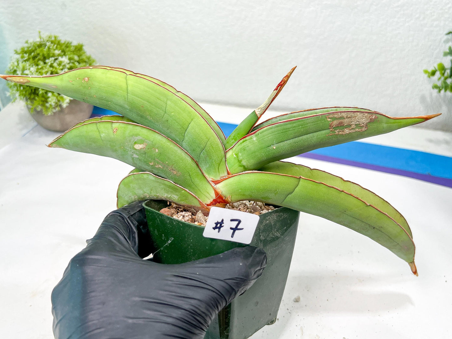 Sansevieria Banana (#6~8) | Bird Nest Plants | Rare Imported Plants