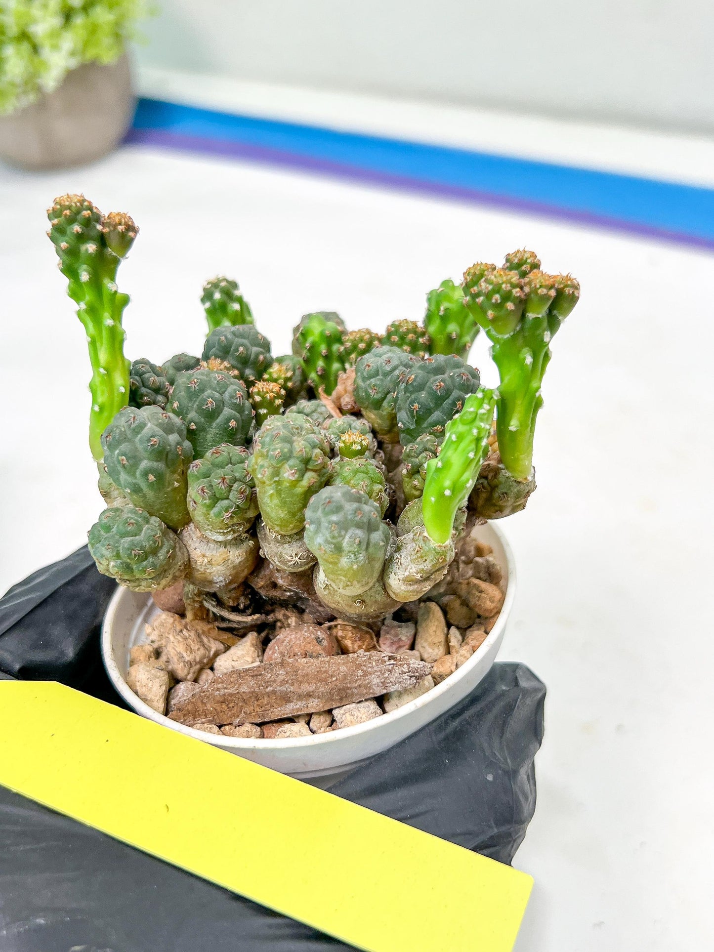 Maihueniopsis minuta Cactus | Imported Cactus | Rare Succulent