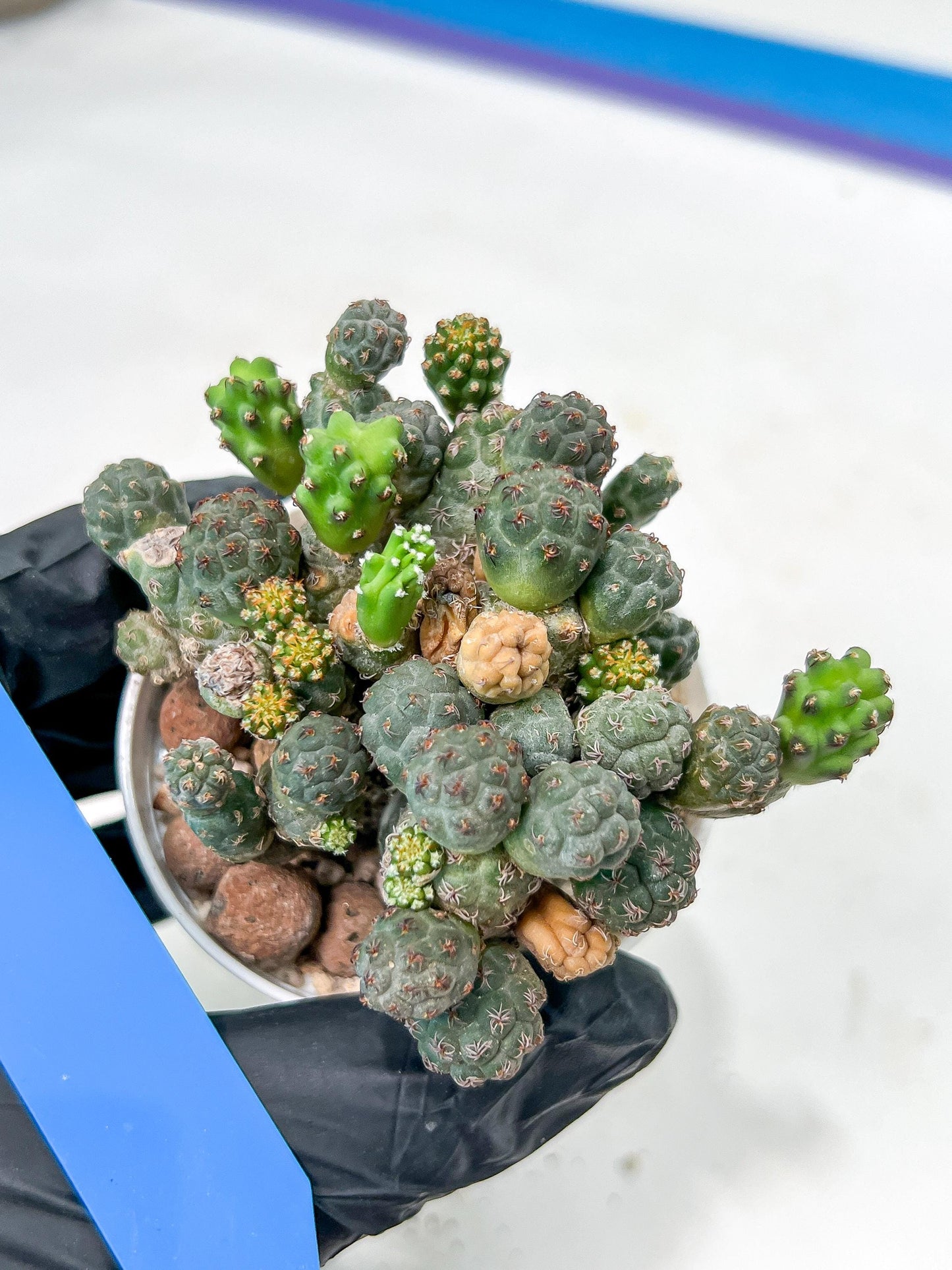 Maihueniopsis minuta Cactus | Imported Cactus | Rare Succulent
