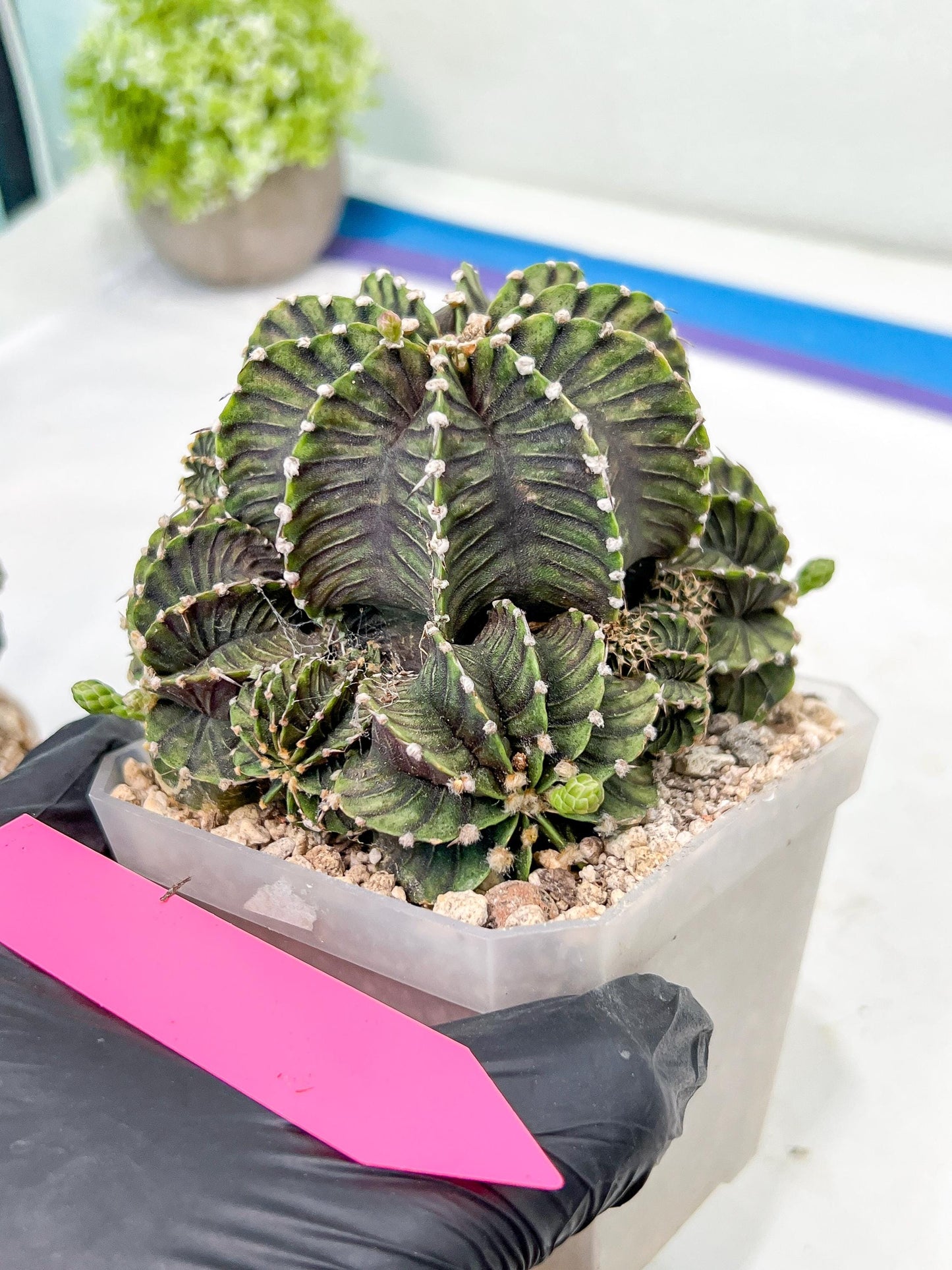 Gymnocalycium friedrichii cluster | Imported Cactus | Rare Succulent